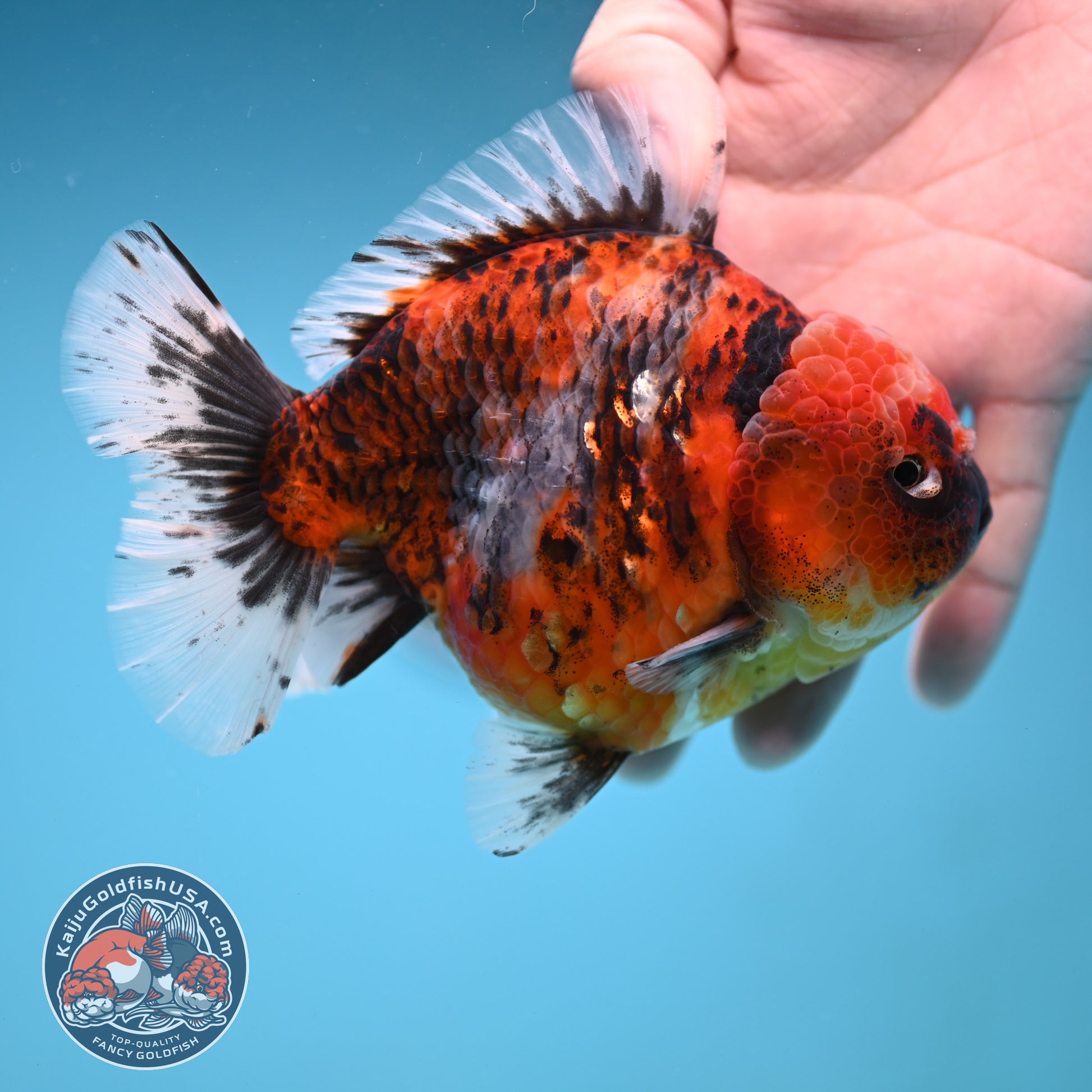 A Grade Jumbo Tiger YuanBao Oranda 4.5 inch Body (251219_OR01)