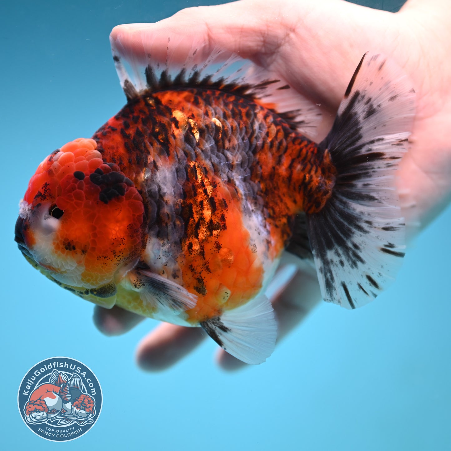A Grade Jumbo Tiger YuanBao Oranda 4.5 inch Body (251219_OR01)