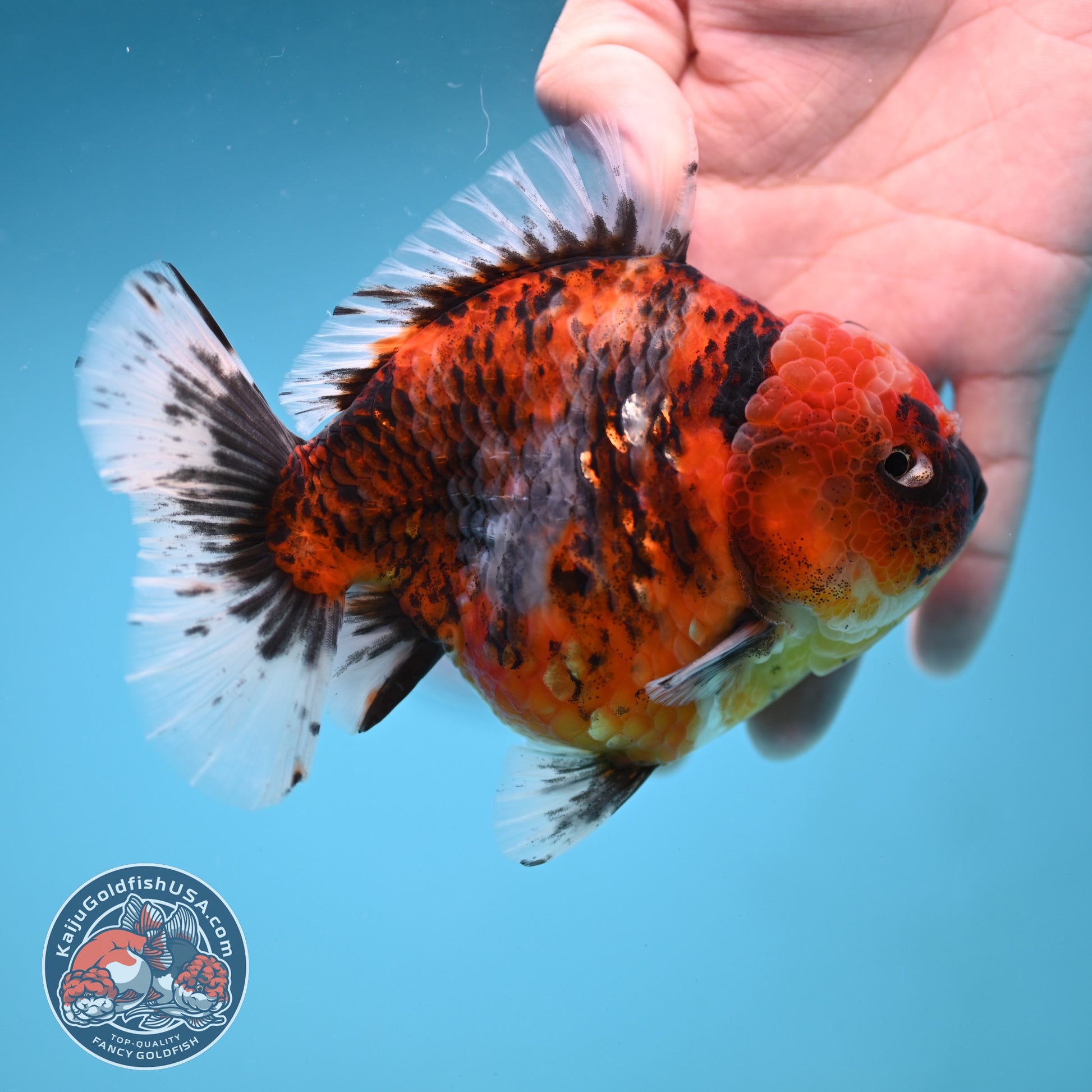 A Grade Jumbo Tiger YuanBao Oranda 4.5 inch Body (251219_OR01)