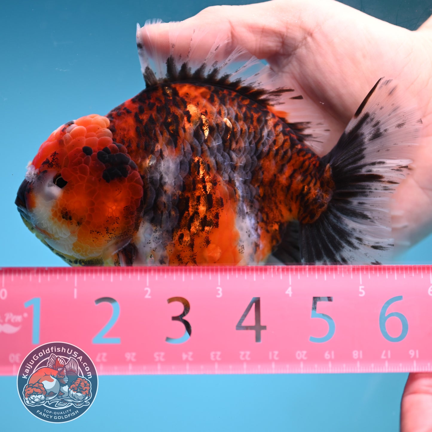 A Grade Jumbo Tiger YuanBao Oranda 4.5 inch Body (251219_OR01)
