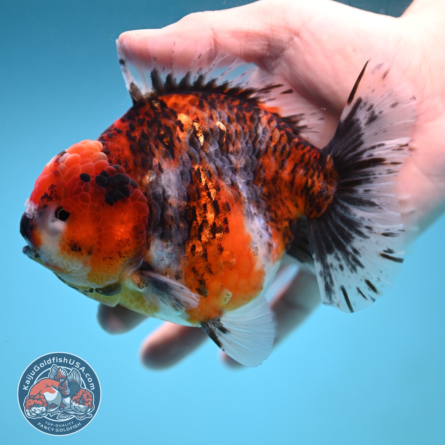 A Grade Jumbo Tiger YuanBao Oranda 4.5 inch Body (251219_OR01)