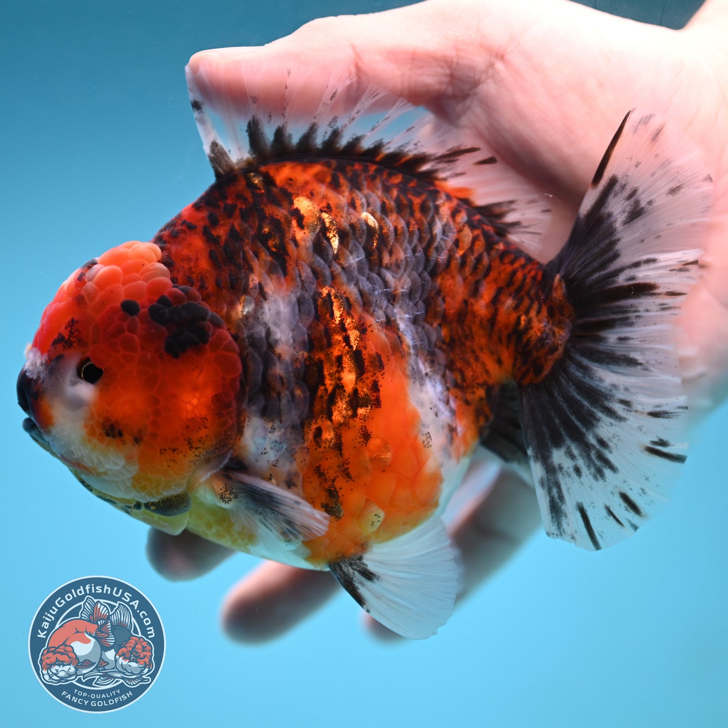 A Grade Jumbo Tiger YuanBao Oranda 4.5 inch Body (251219_OR01)