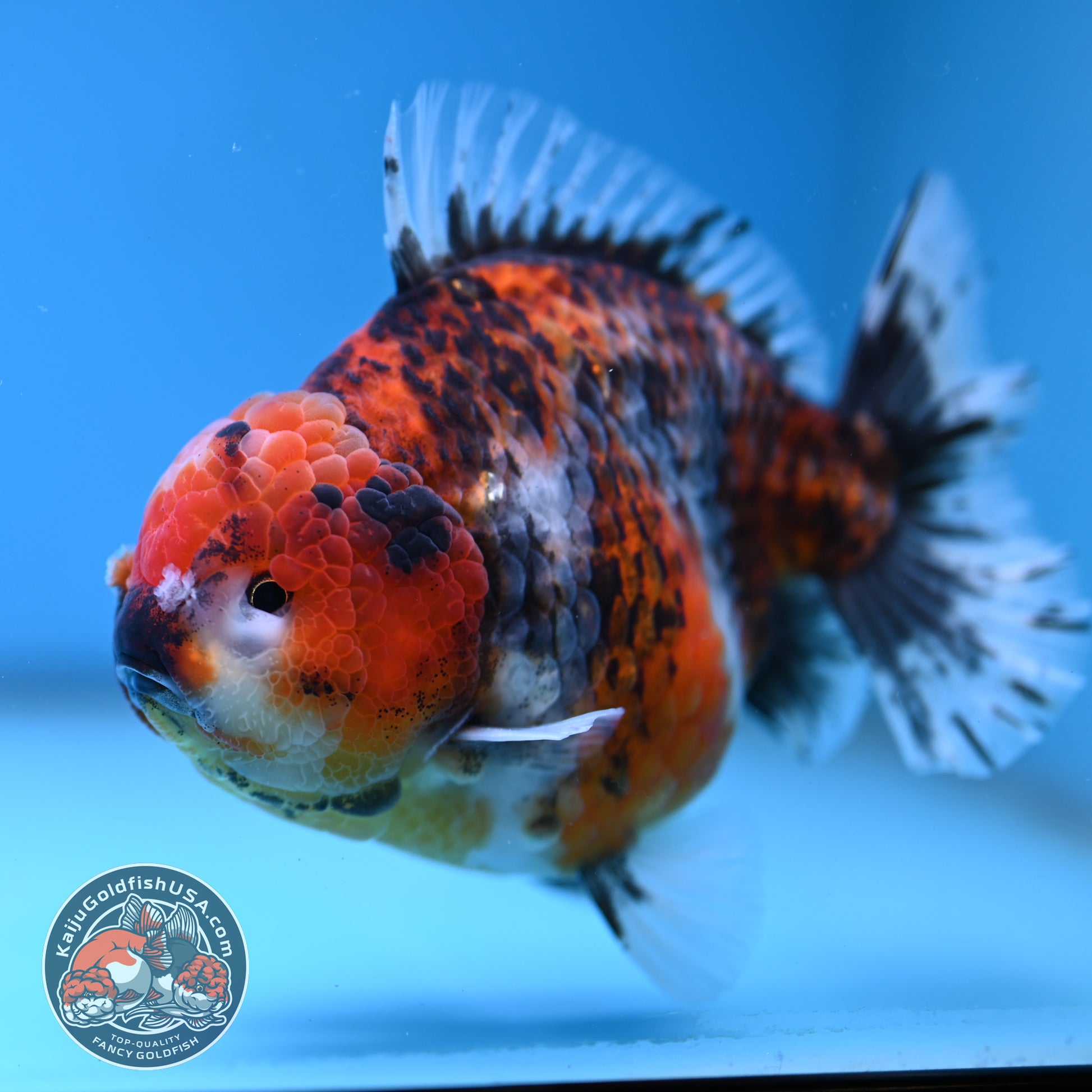 A Grade Jumbo Tiger YuanBao Oranda 4.5 inch Body (251219_OR01)