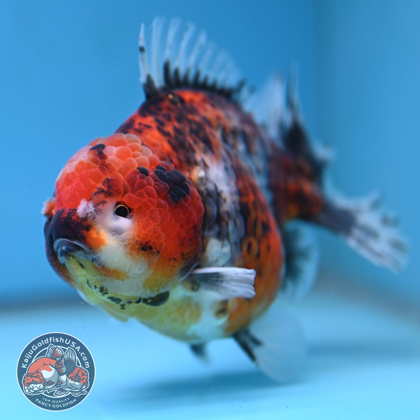 A Grade Jumbo Tiger YuanBao Oranda 4.5 inch Body (251219_OR01)
