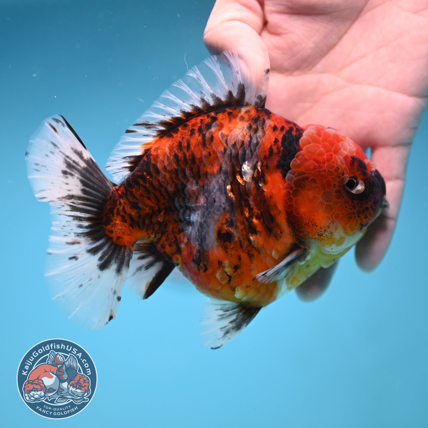 A Grade Jumbo Tiger YuanBao Oranda 4.5 inch Body (251219_OR01)