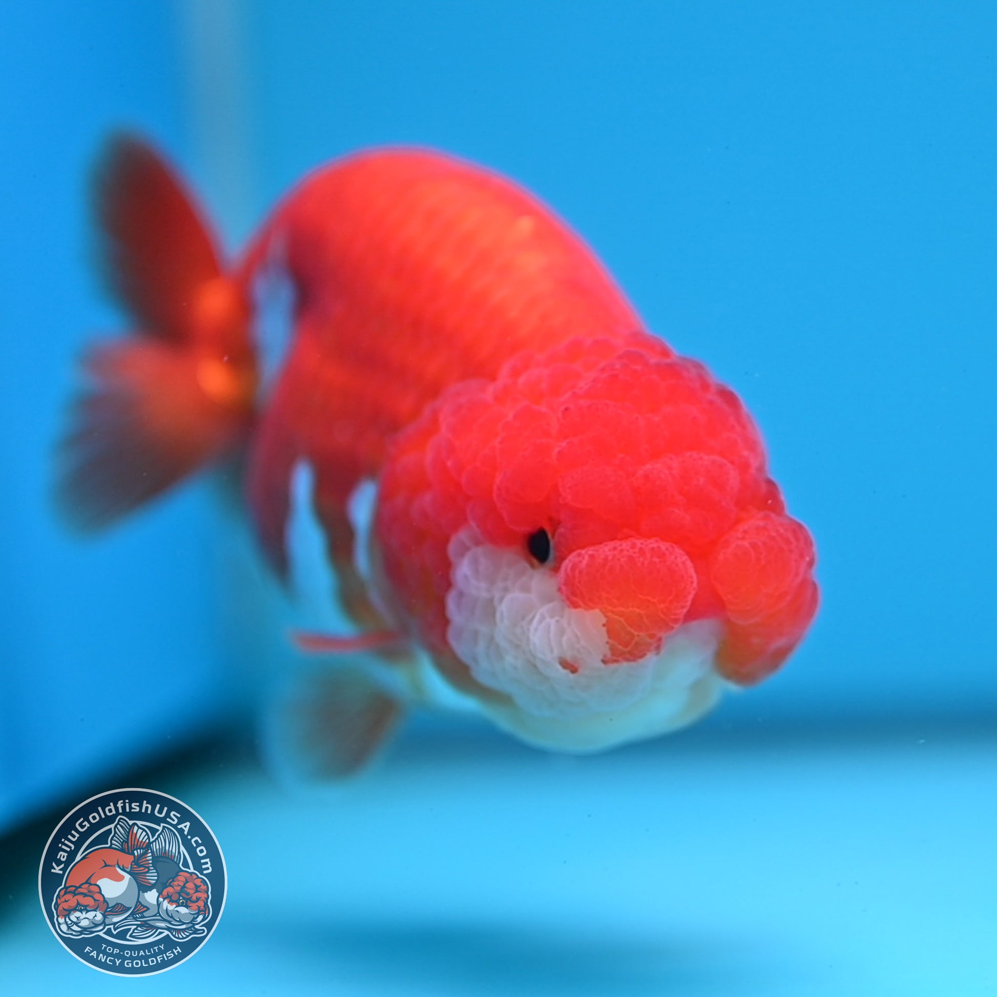 A Grade Red White Buffalo Ranchu 4 inch Body (251205_RC04)