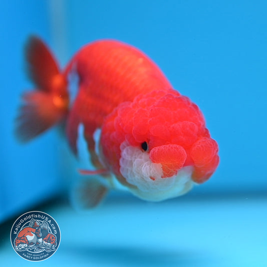 A Grade Red White Buffalo Ranchu 4 inch Body (251205_RC04)