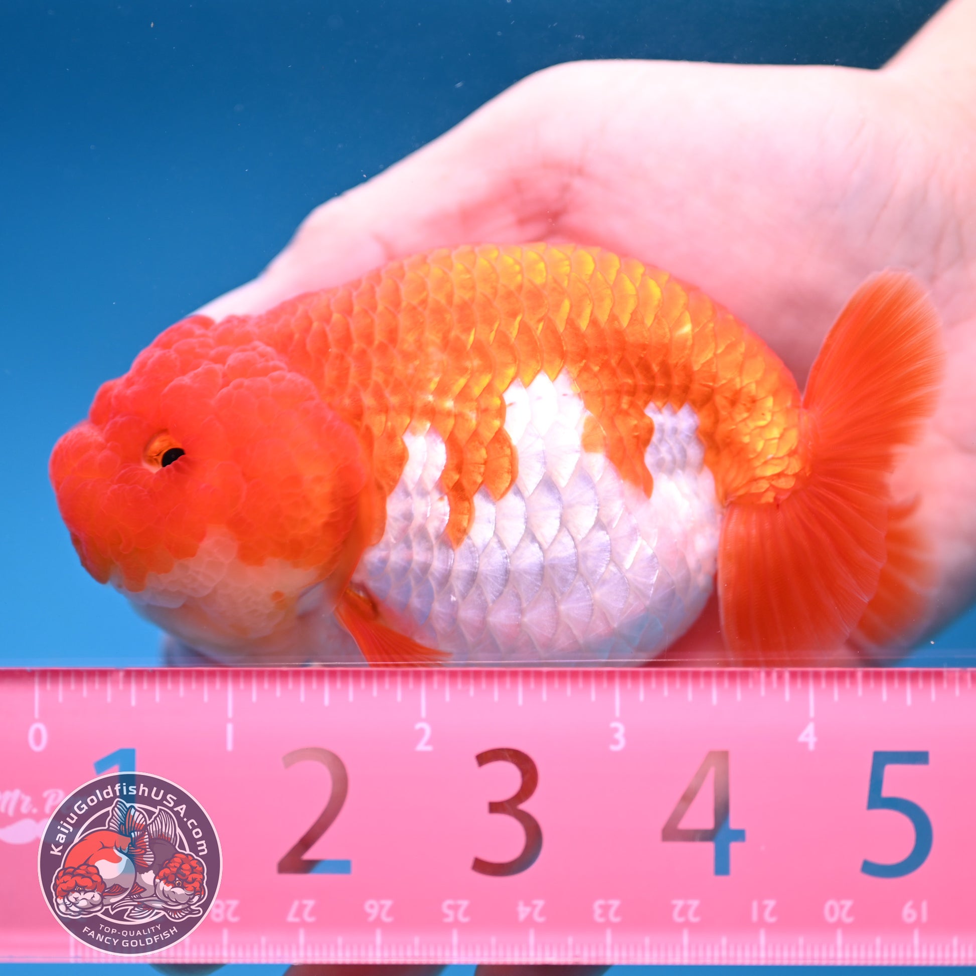 A Grade Red White Buffalo Ranchu 4 inch Body (251205_RC04)