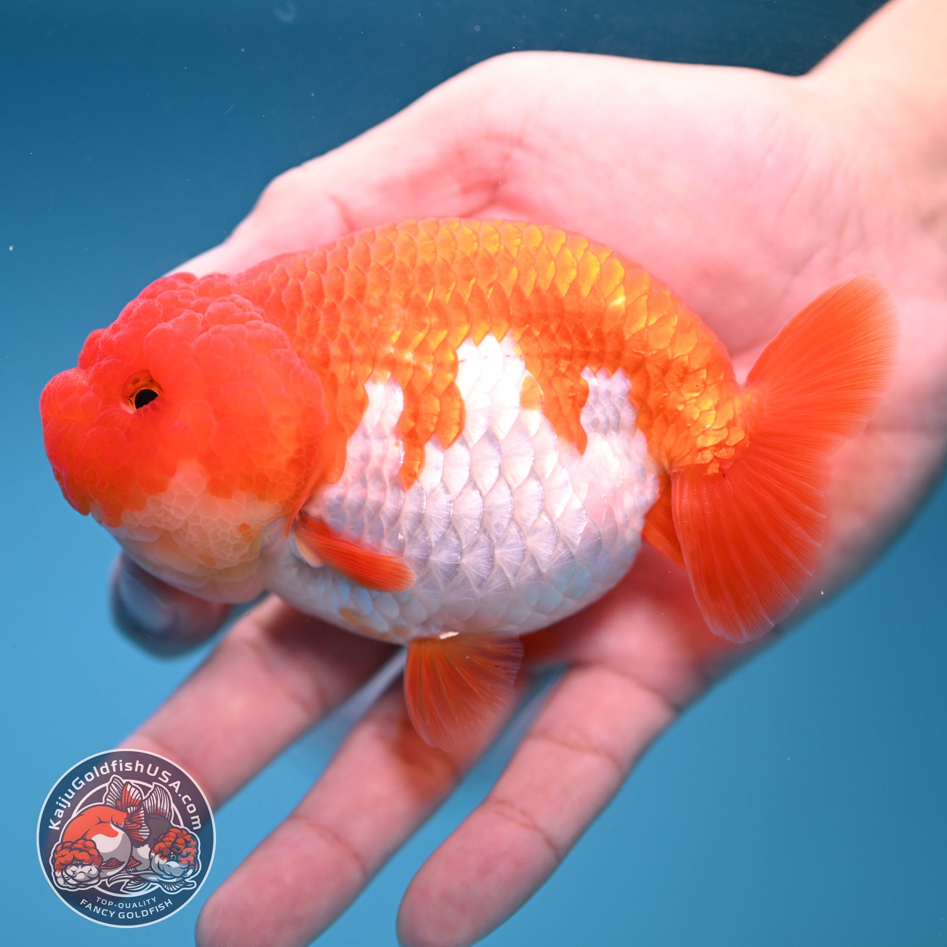 A Grade Red White Buffalo Ranchu 4 inch Body (251205_RC04)