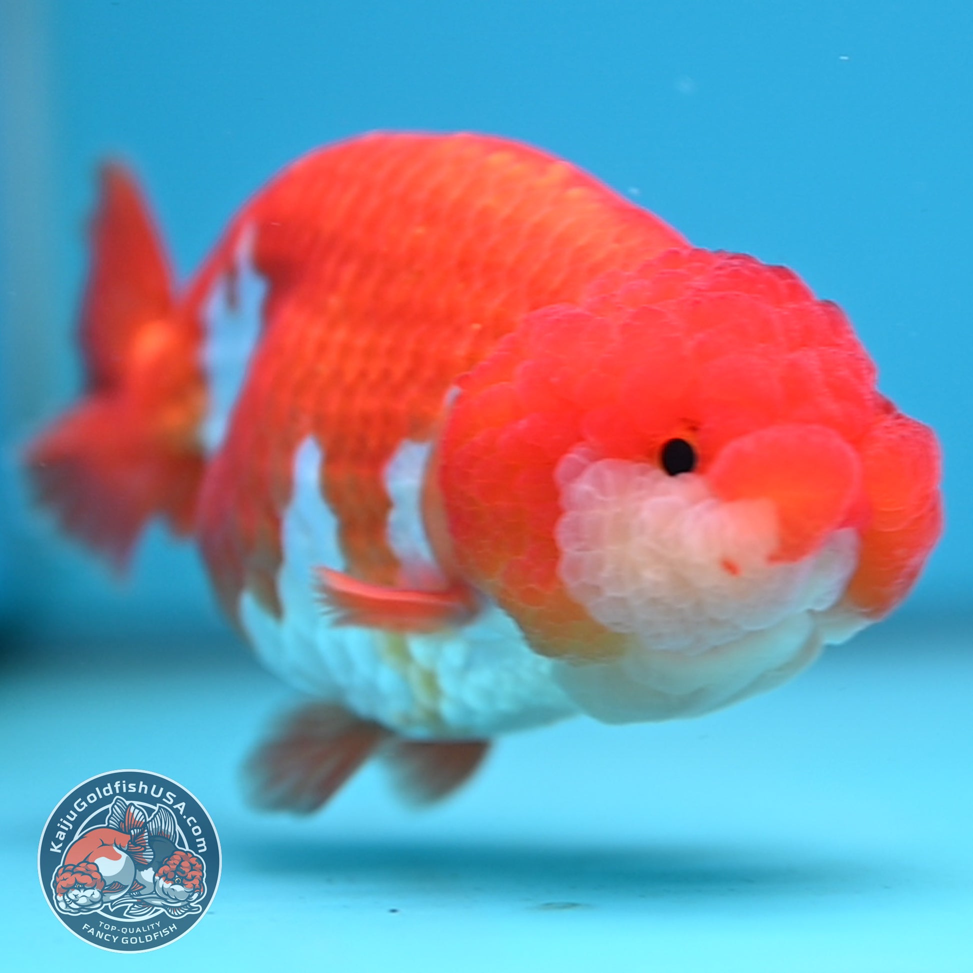 A Grade Red White Buffalo Ranchu 4 inch Body (251205_RC04)