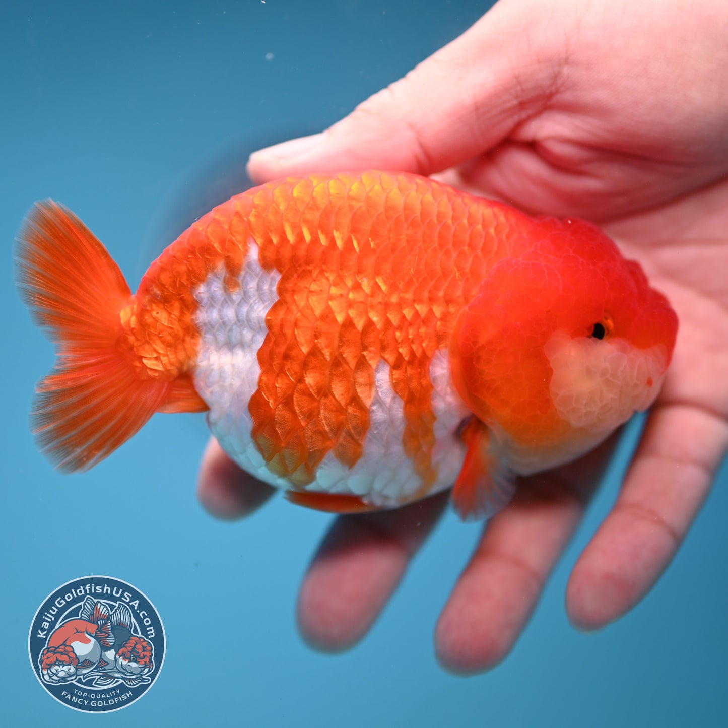 A Grade Red White Buffalo Ranchu 4 inch Body (251205_RC04)