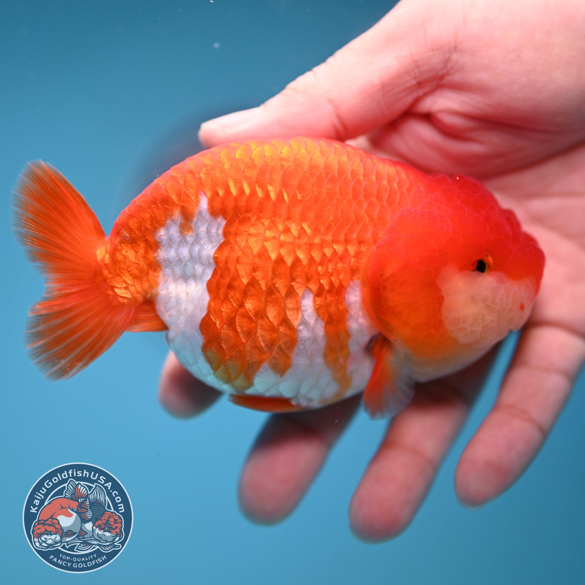 A Grade Red White Buffalo Ranchu 4 inch Body (251205_RC04)