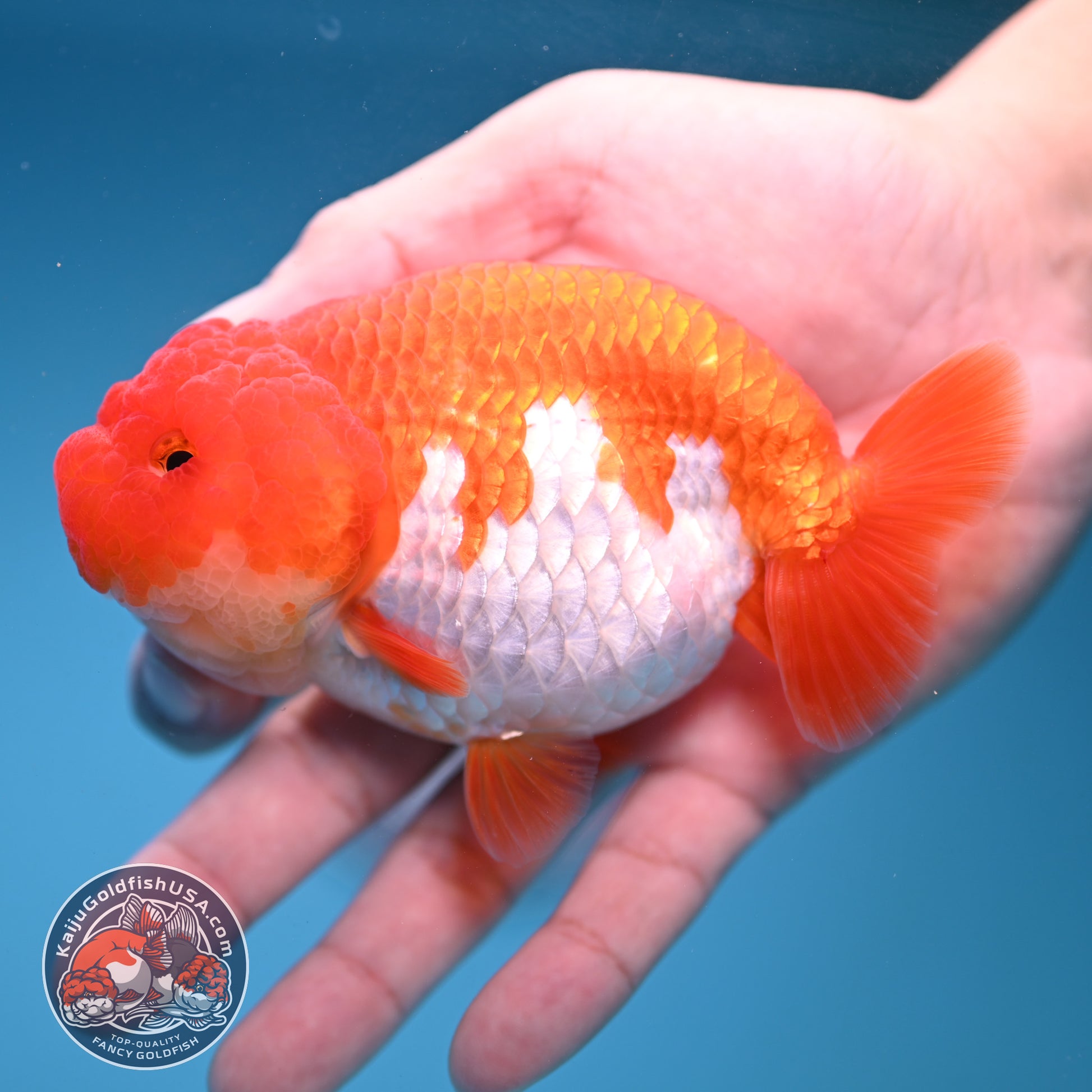 A Grade Red White Buffalo Ranchu 4 inch Body (251205_RC04)