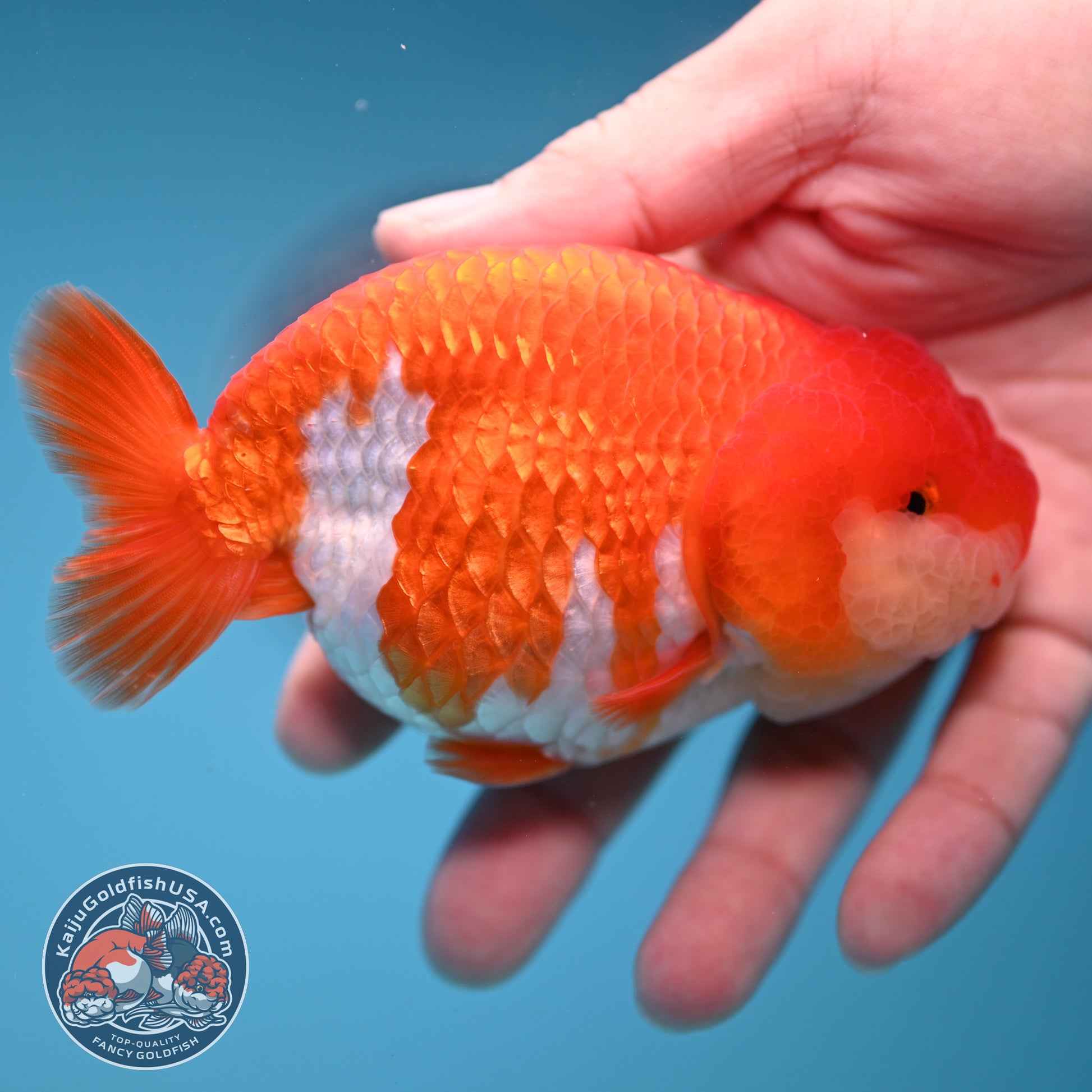 A Grade Red White Buffalo Ranchu 4 inch Body (251205_RC04)