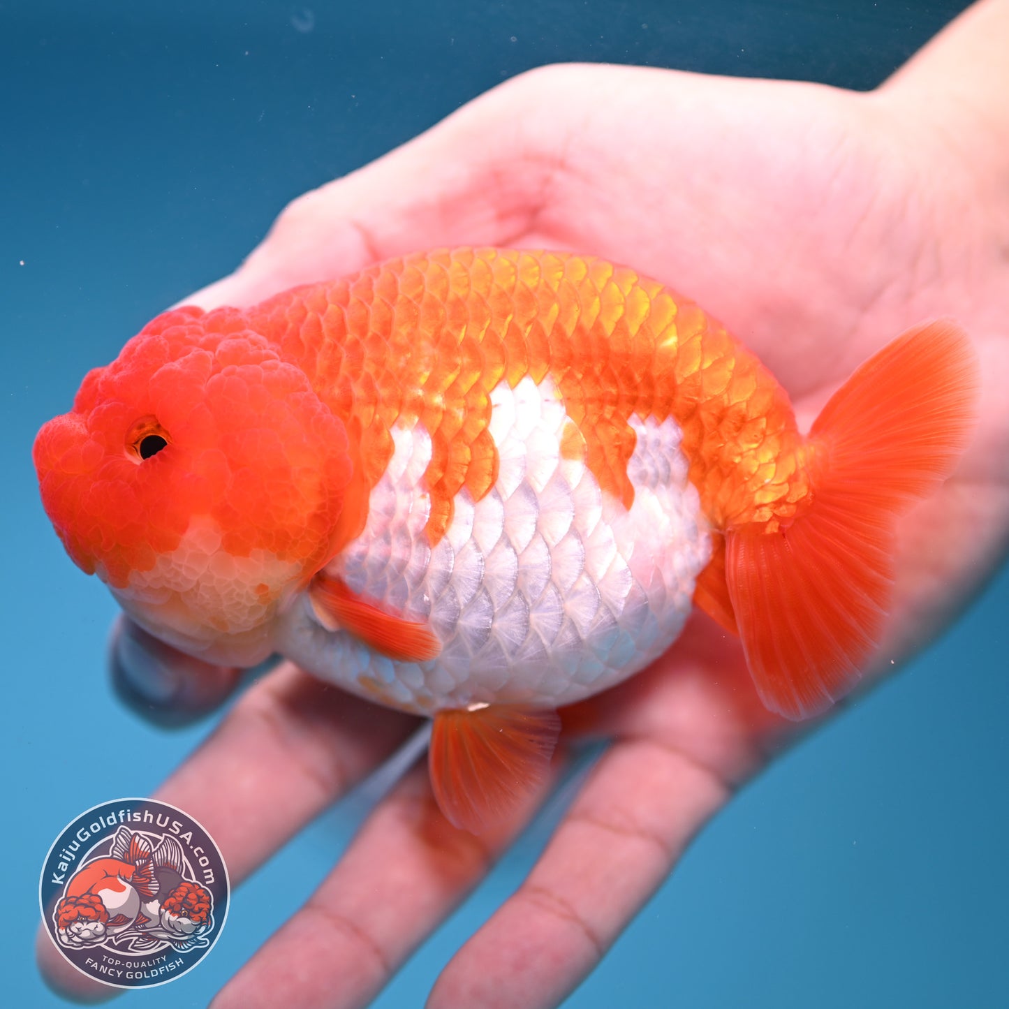 A Grade Red White Buffalo Ranchu 4 inch Body (251205_RC04)