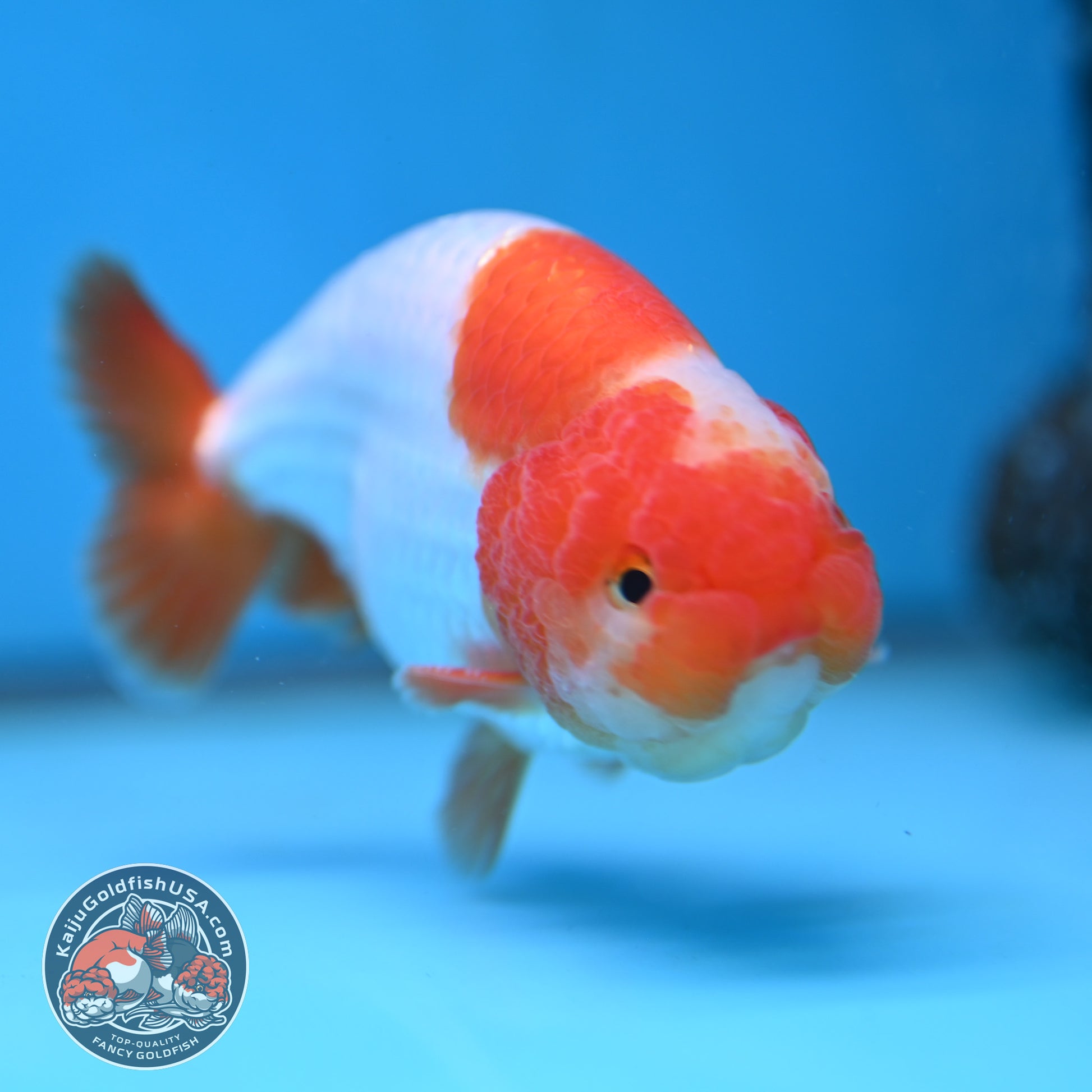 A Grade Red White Buffalo Ranchu 4 inch Body (251219_RC01)