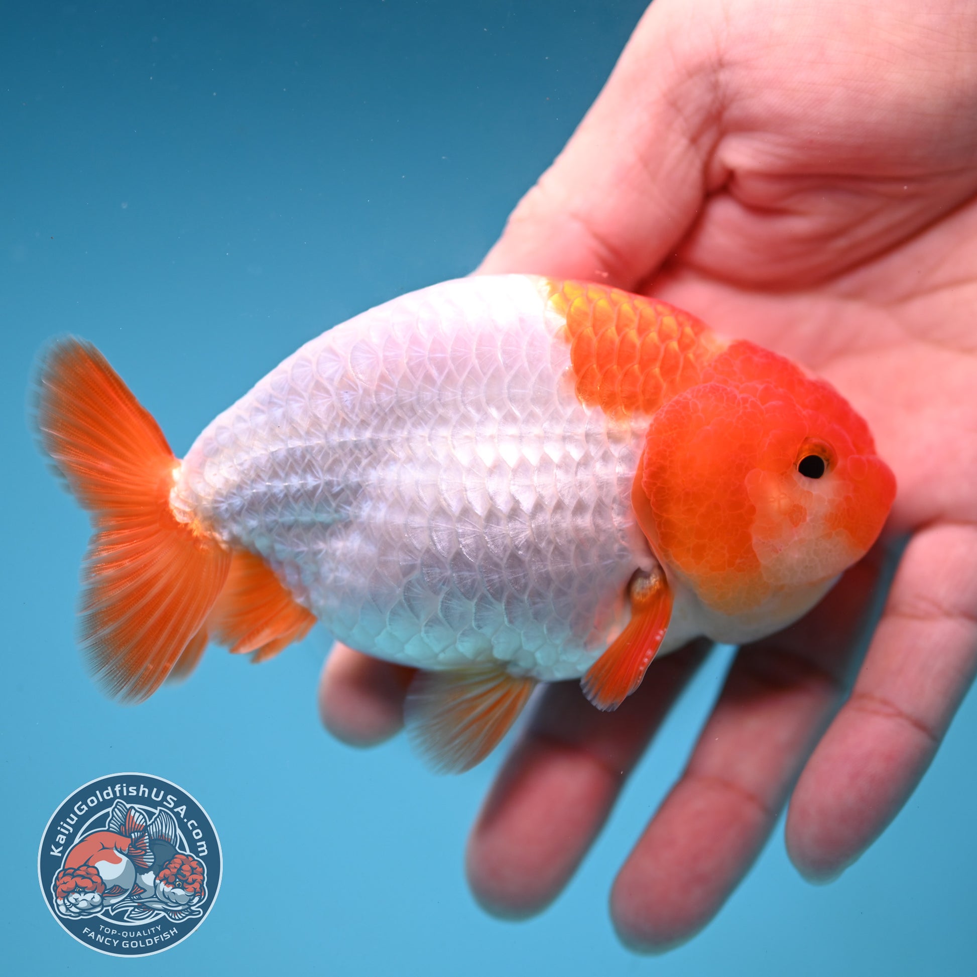 A Grade Red White Buffalo Ranchu 4 inch Body (251219_RC01)