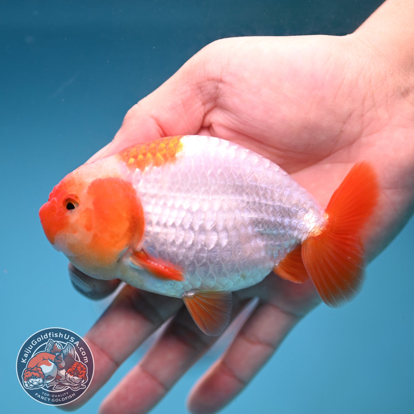 A Grade Red White Buffalo Ranchu 4 inch Body (251219_RC01)