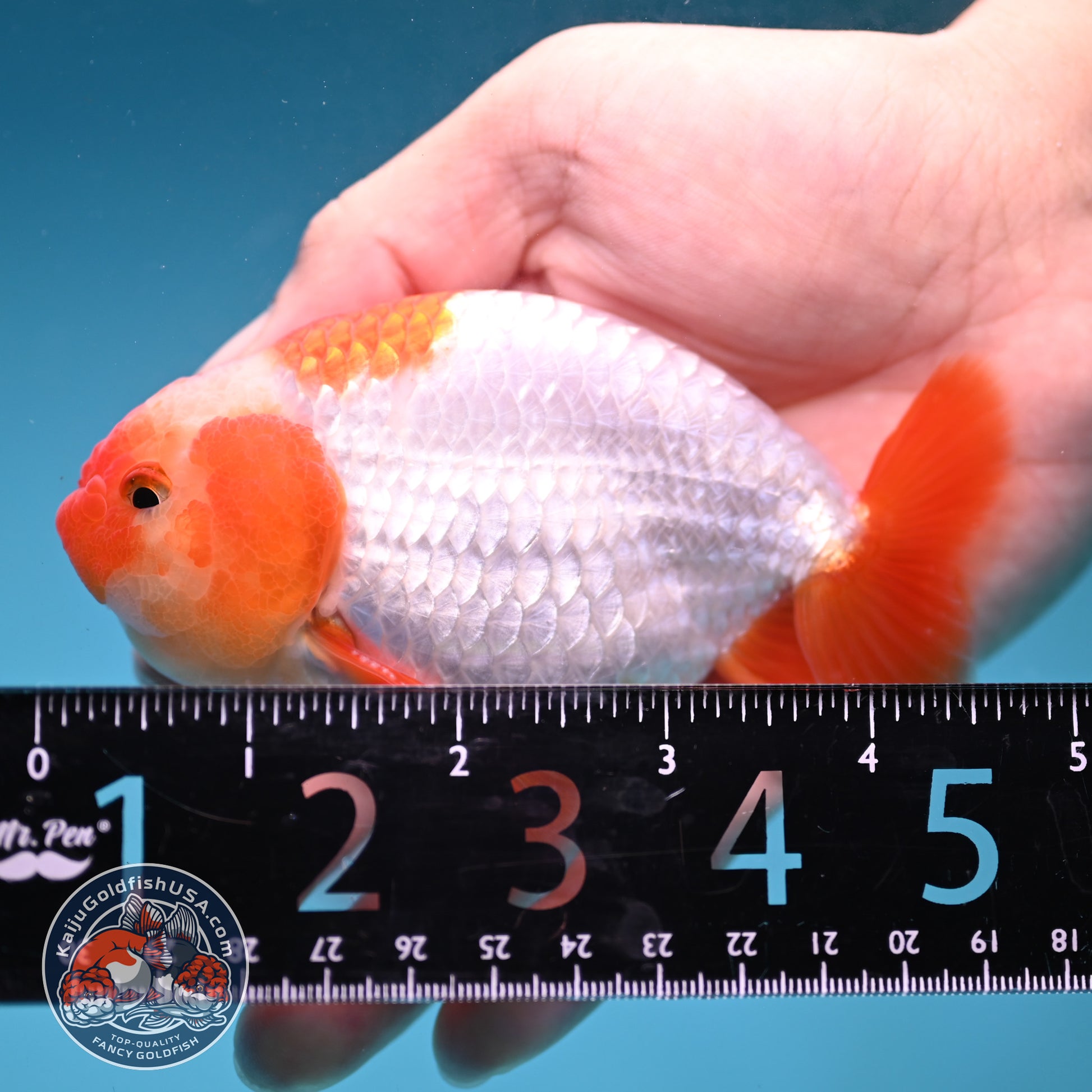 A Grade Red White Buffalo Ranchu 4 inch Body (251219_RC01)
