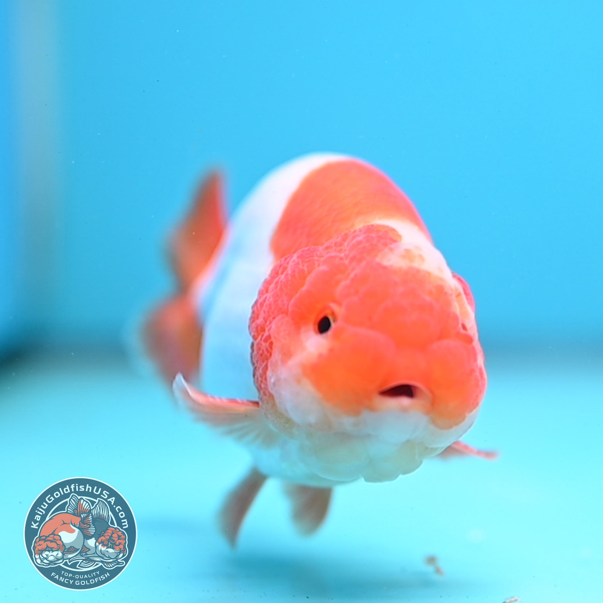 A Grade Red White Buffalo Ranchu 4 inch Body (251219_RC01)