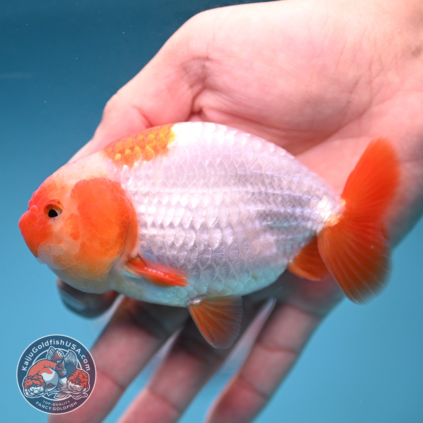 A Grade Red White Buffalo Ranchu 4 inch Body (251219_RC01)