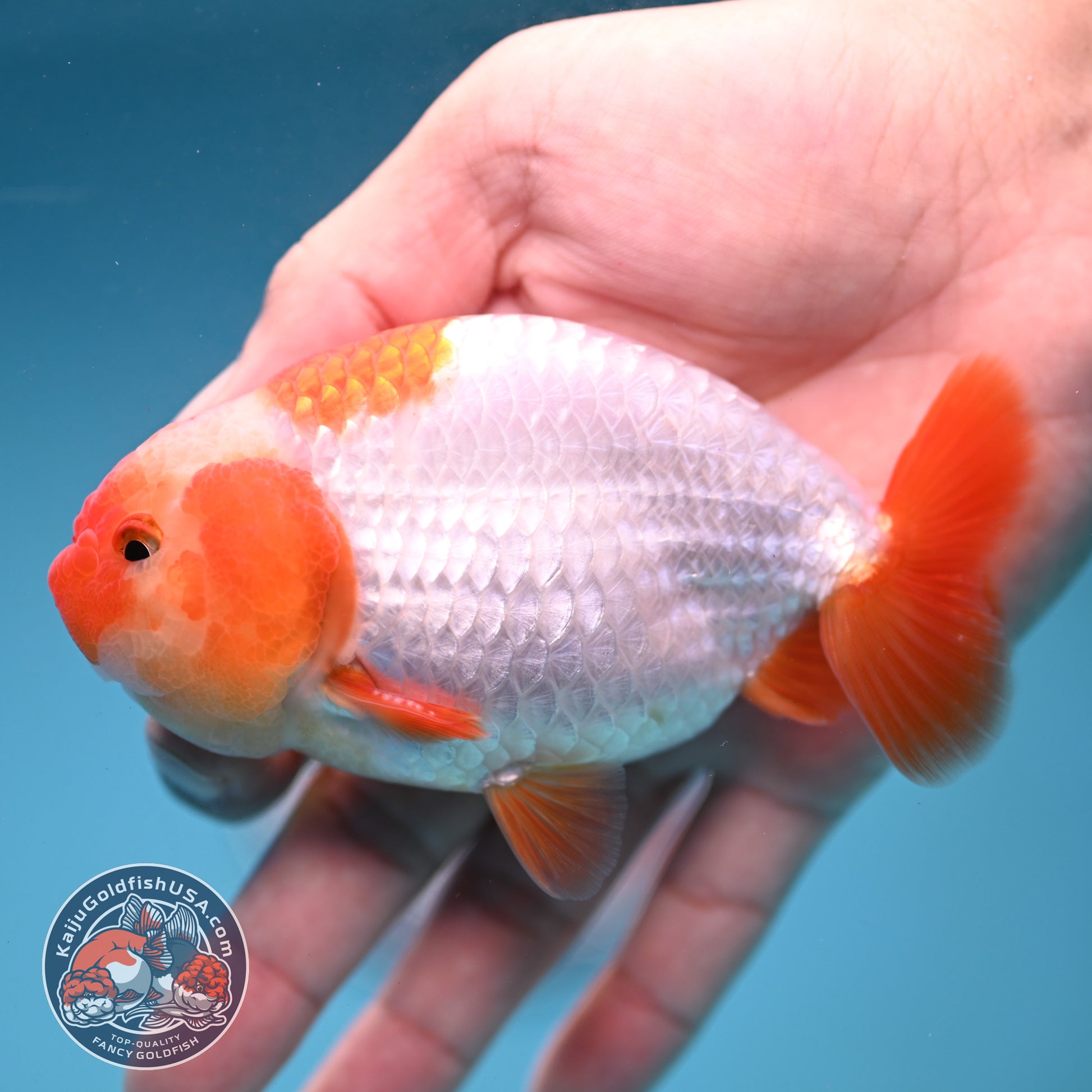 A Grade Red White Buffalo Ranchu 4 inch Body (251219_RC01)