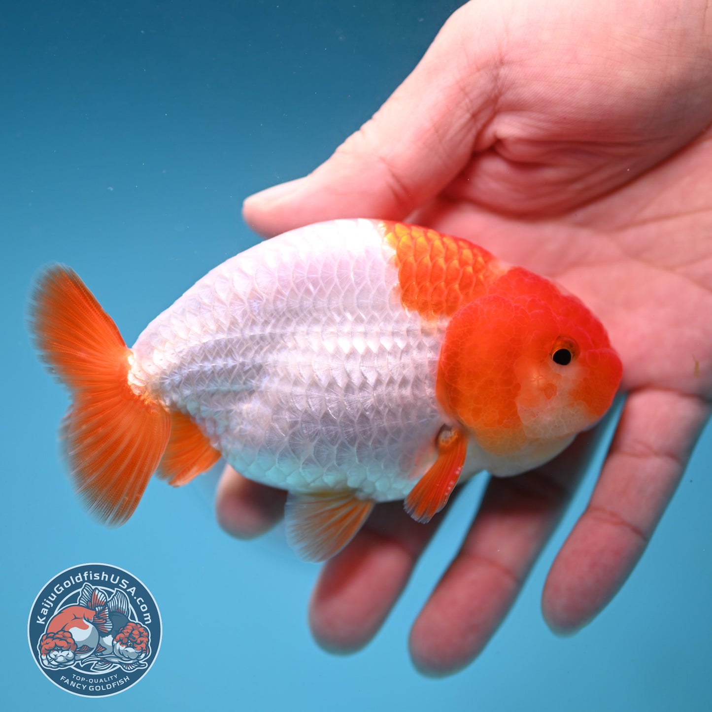A Grade Red White Buffalo Ranchu 4 inch Body (251219_RC01)