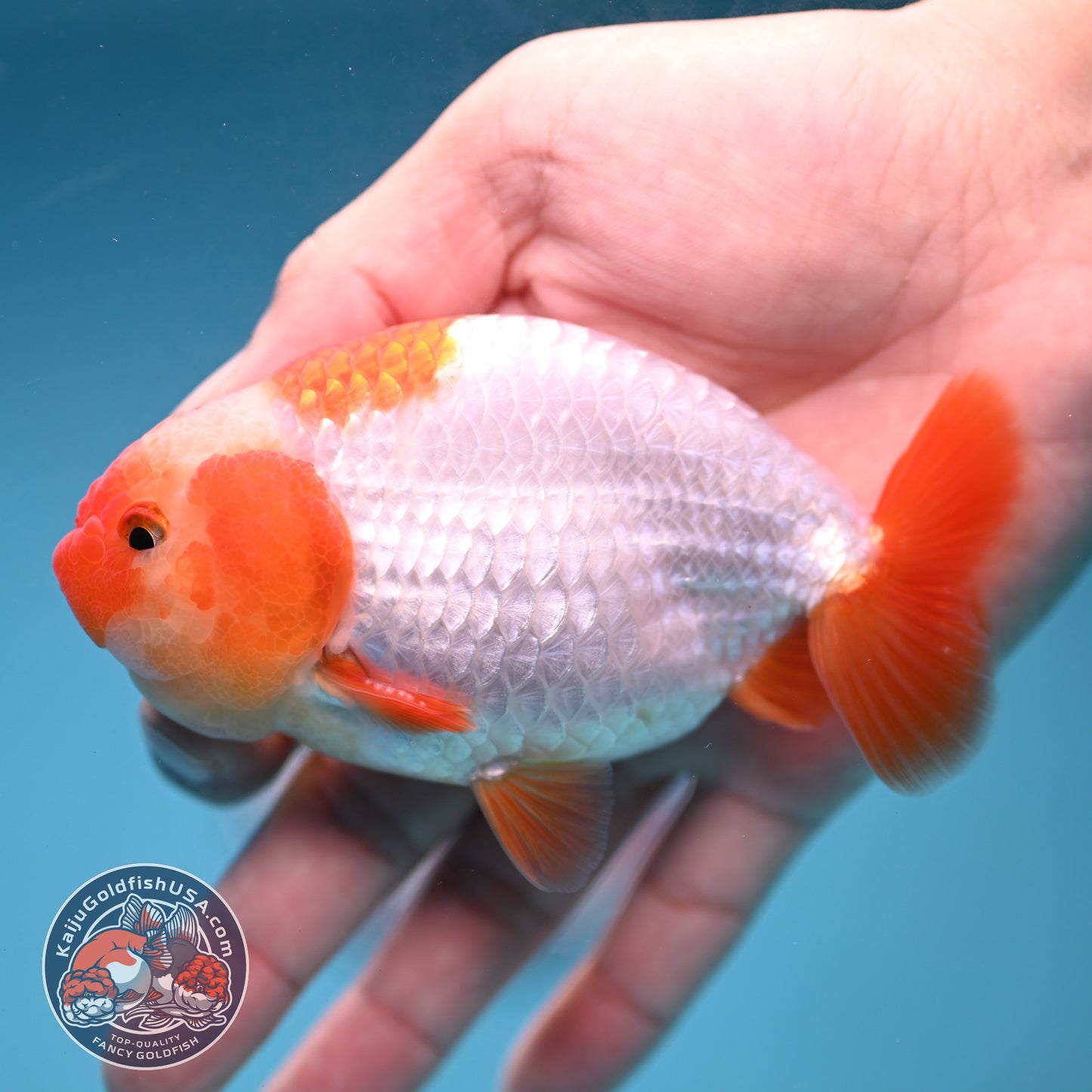 A Grade Red White Buffalo Ranchu 4 inch Body (251219_RC01)