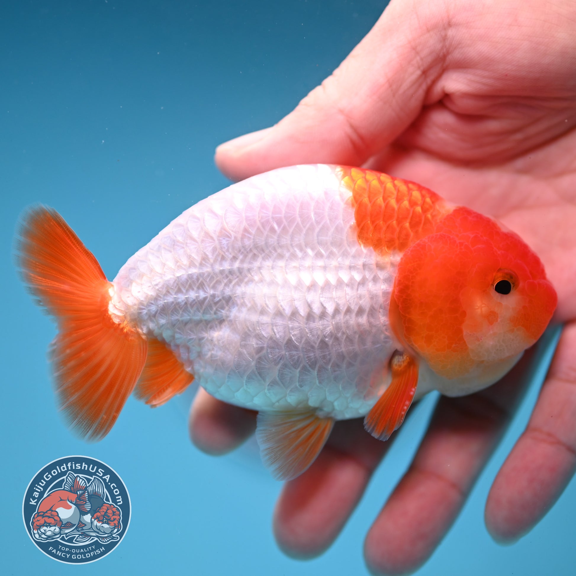 A Grade Red White Buffalo Ranchu 4 inch Body (251219_RC01)