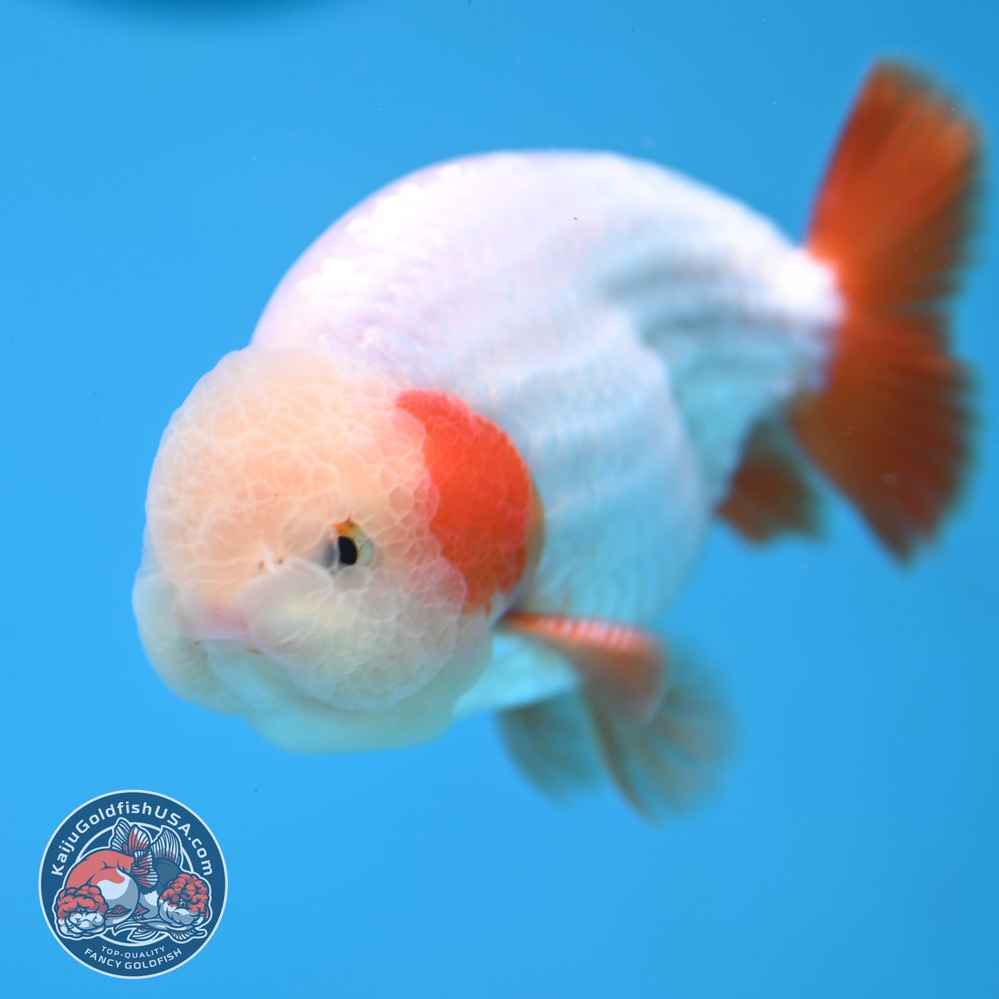 A Grade Red White Buffalo Ranchu inch Body (251219_RC03)