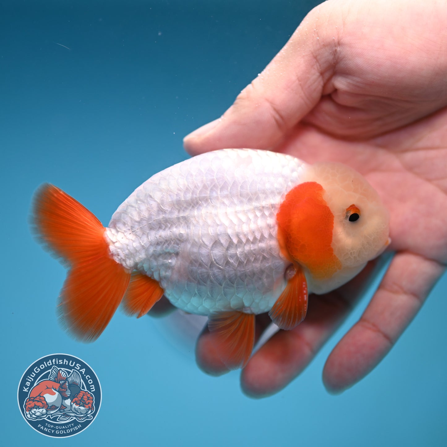 A Grade Red White Buffalo Ranchu inch Body (251219_RC03)