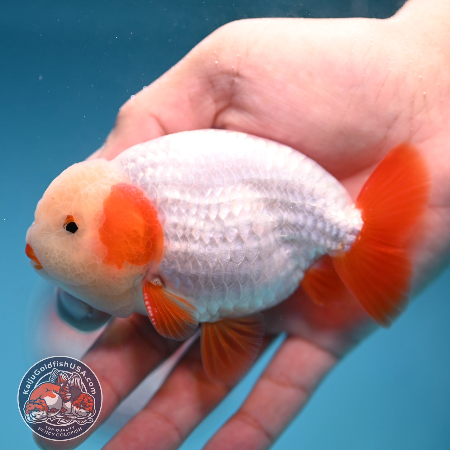 A Grade Red White Buffalo Ranchu inch Body (251219_RC03)