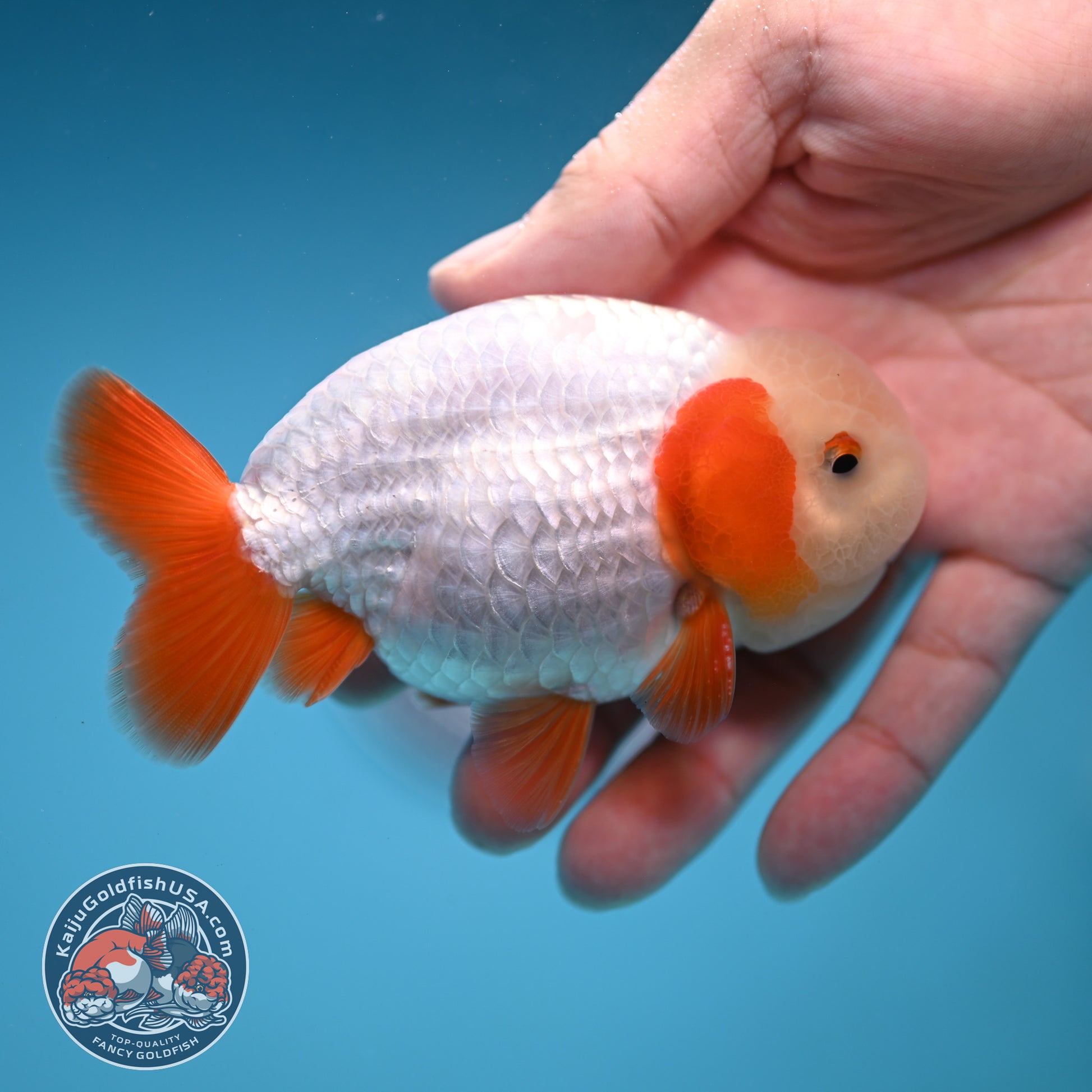 A Grade Red White Buffalo Ranchu inch Body (251219_RC03)