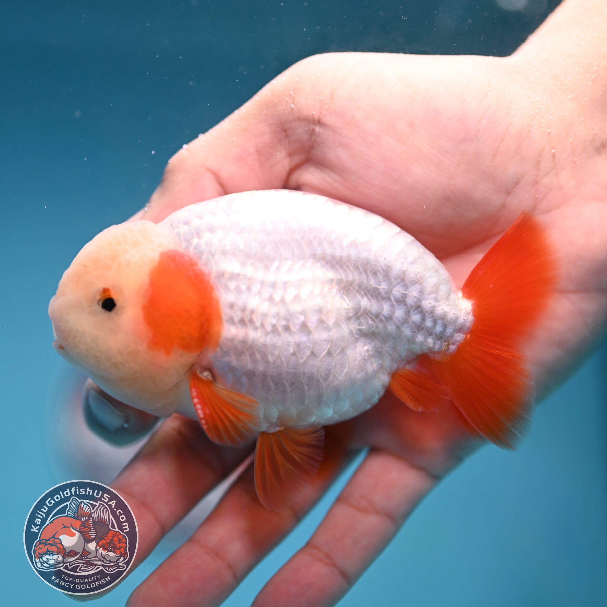 A Grade Red White Buffalo Ranchu inch Body (251219_RC03)