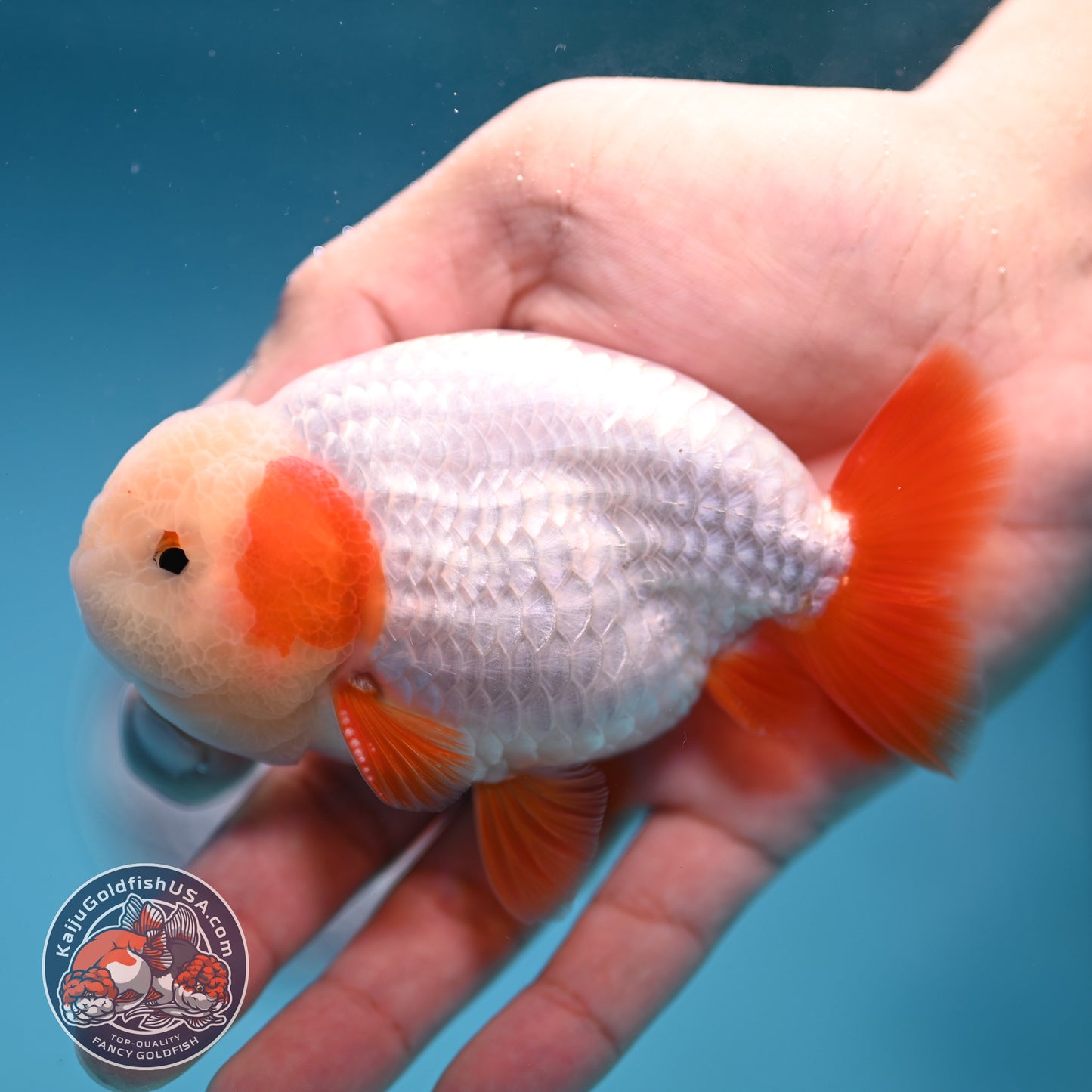 A Grade Red White Buffalo Ranchu inch Body (251219_RC03)