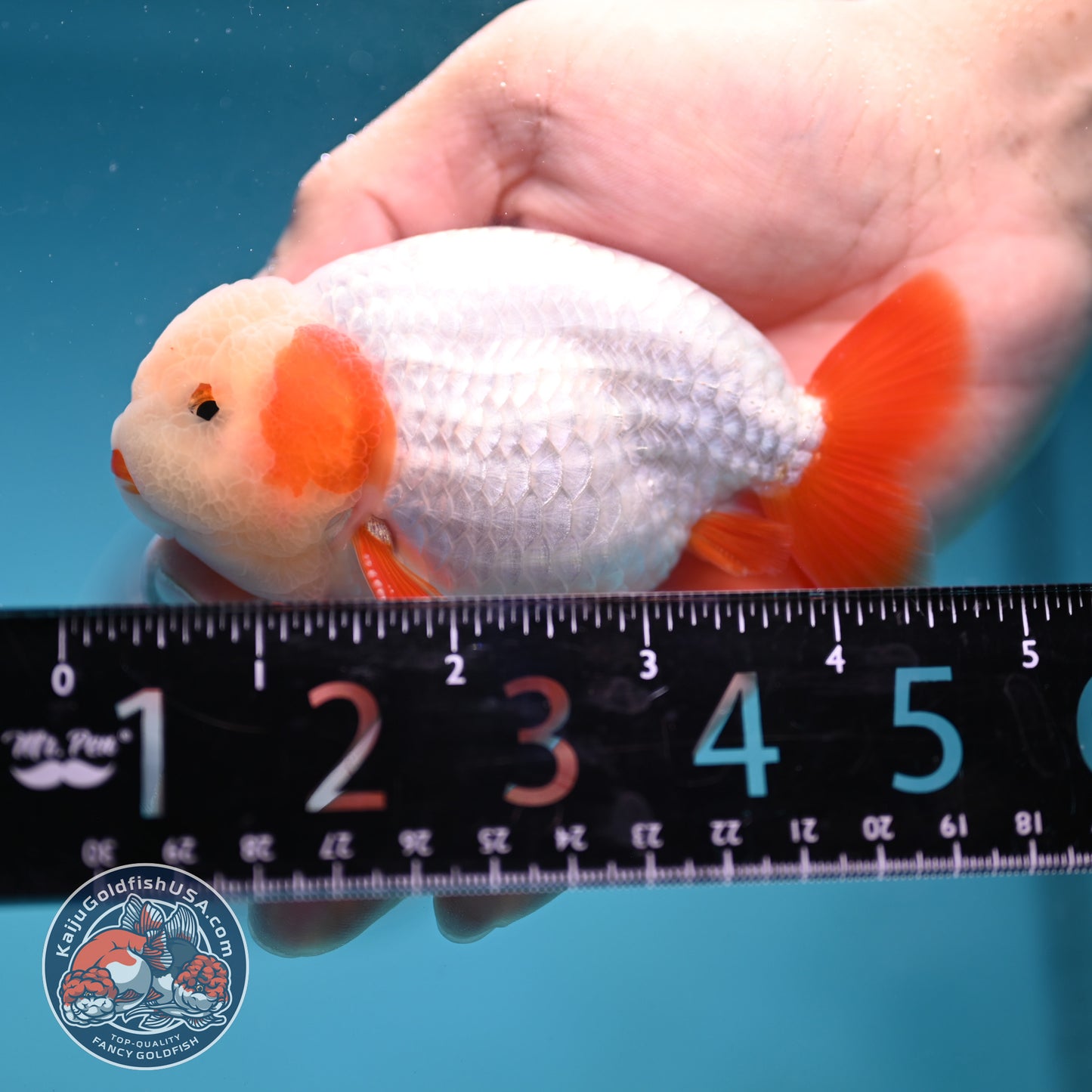 A Grade Red White Buffalo Ranchu inch Body (251219_RC03)