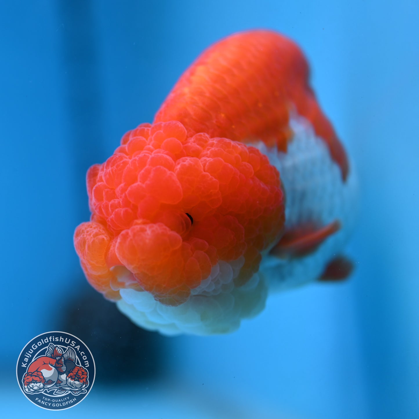 A Grade Red White Lionchu/Ranchu inch Body (251219_RC04)