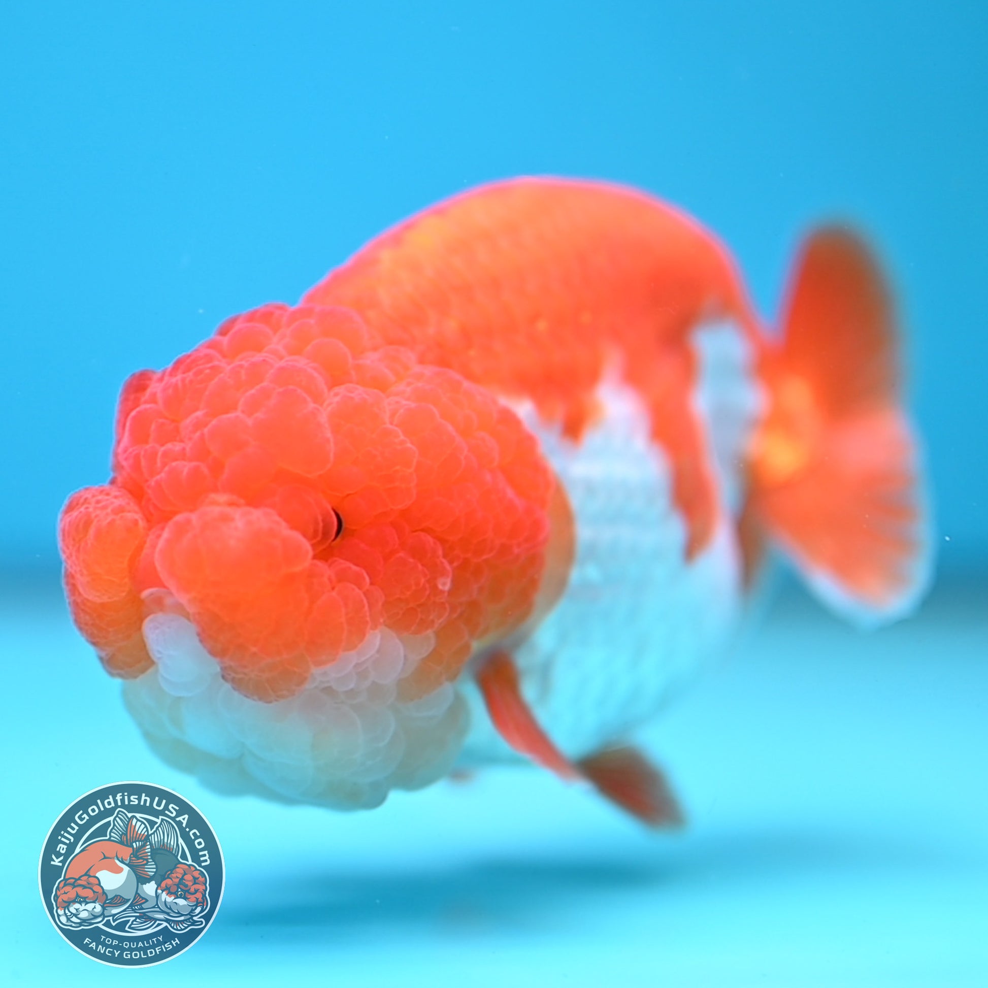 A Grade Red White Lionchu/Ranchu inch Body (251219_RC04)