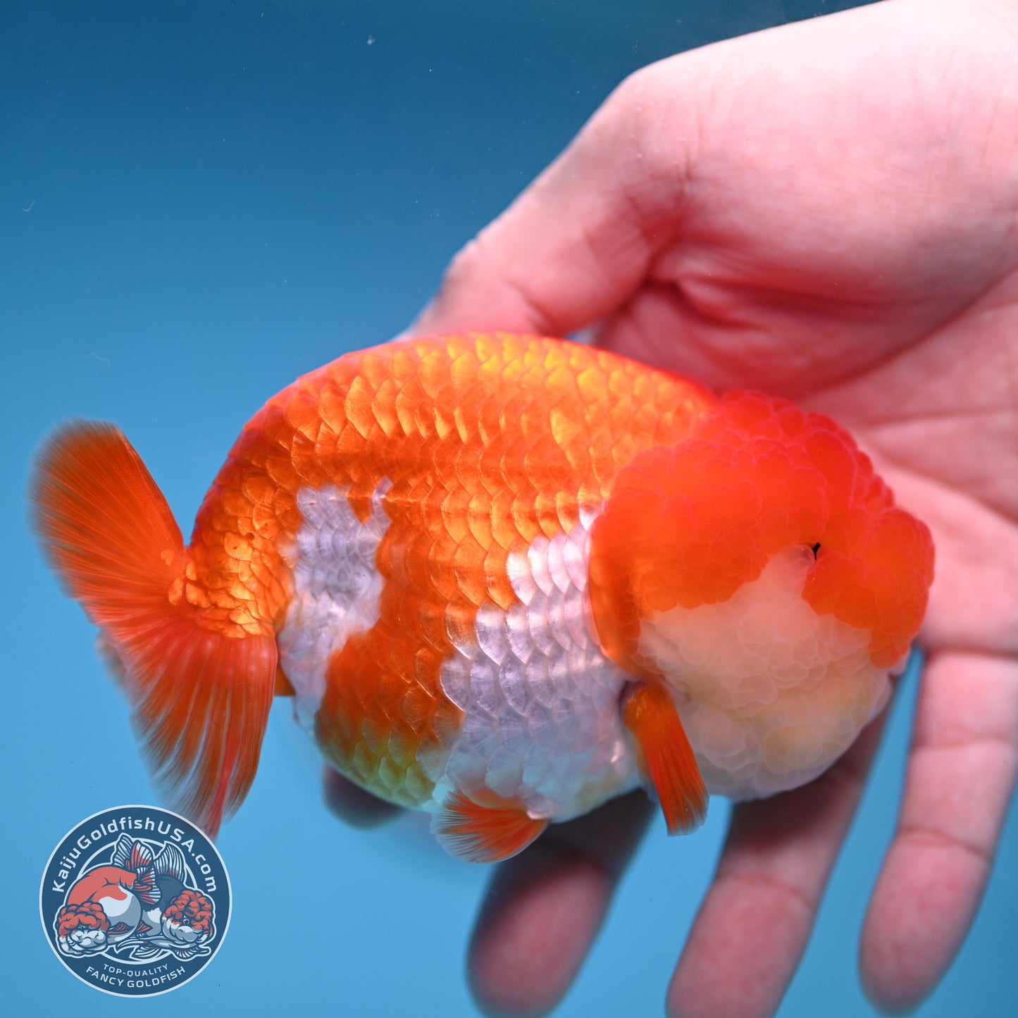A Grade Red White Lionchu/Ranchu inch Body (251219_RC04)