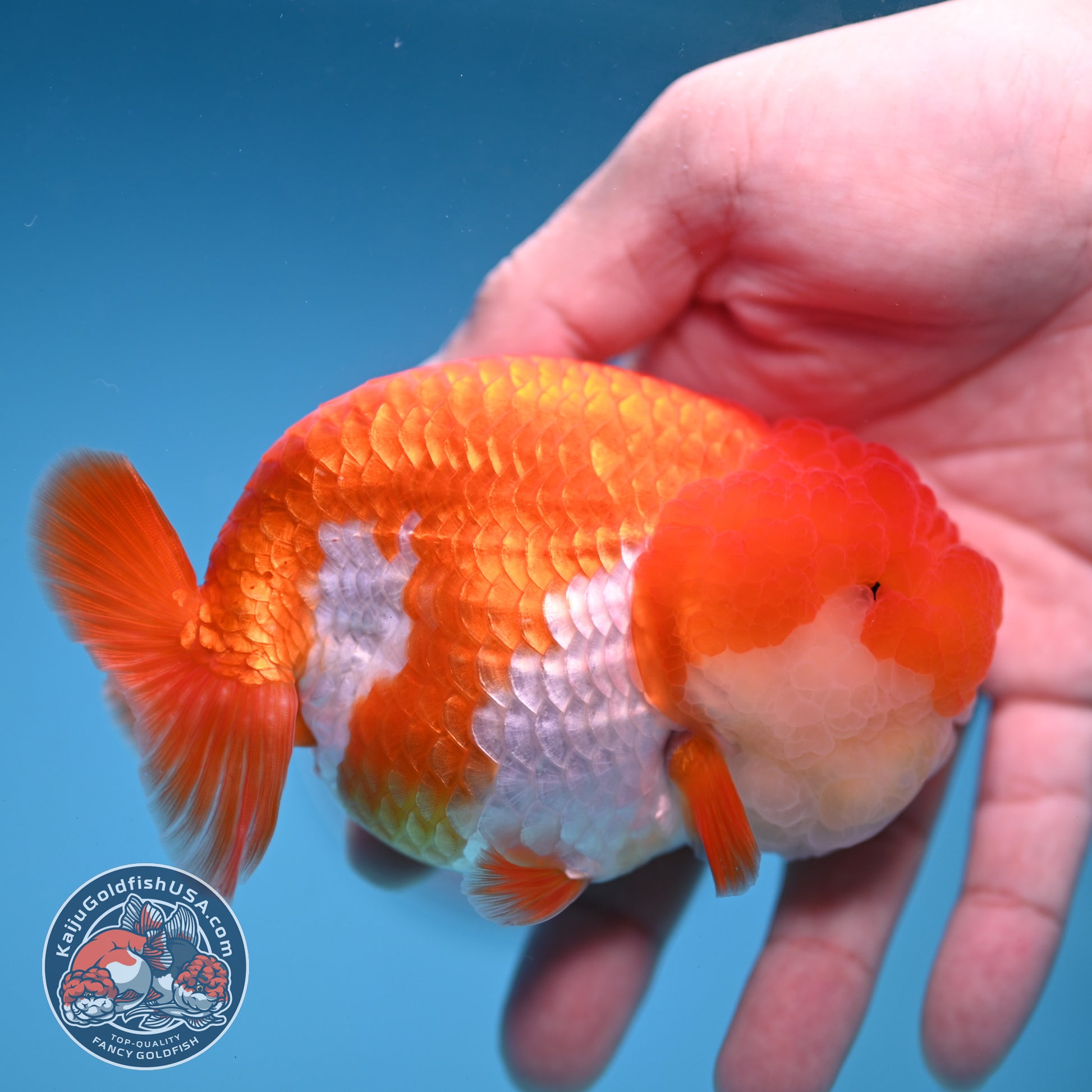 A Grade Red White Lionchu/Ranchu inch Body (251219_RC04)