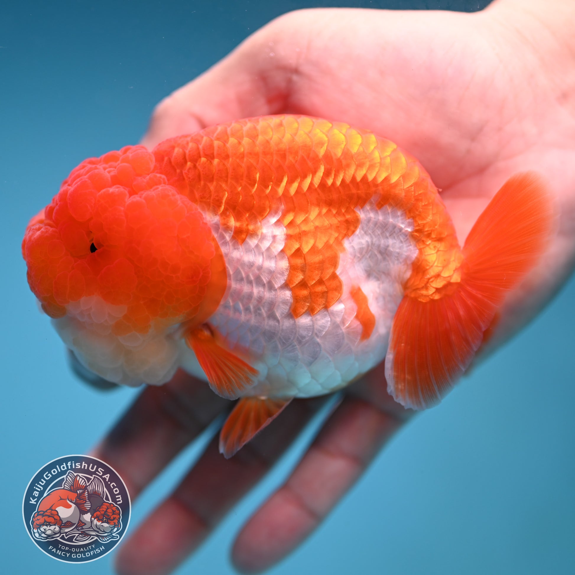 A Grade Red White Lionchu/Ranchu inch Body (251219_RC04)