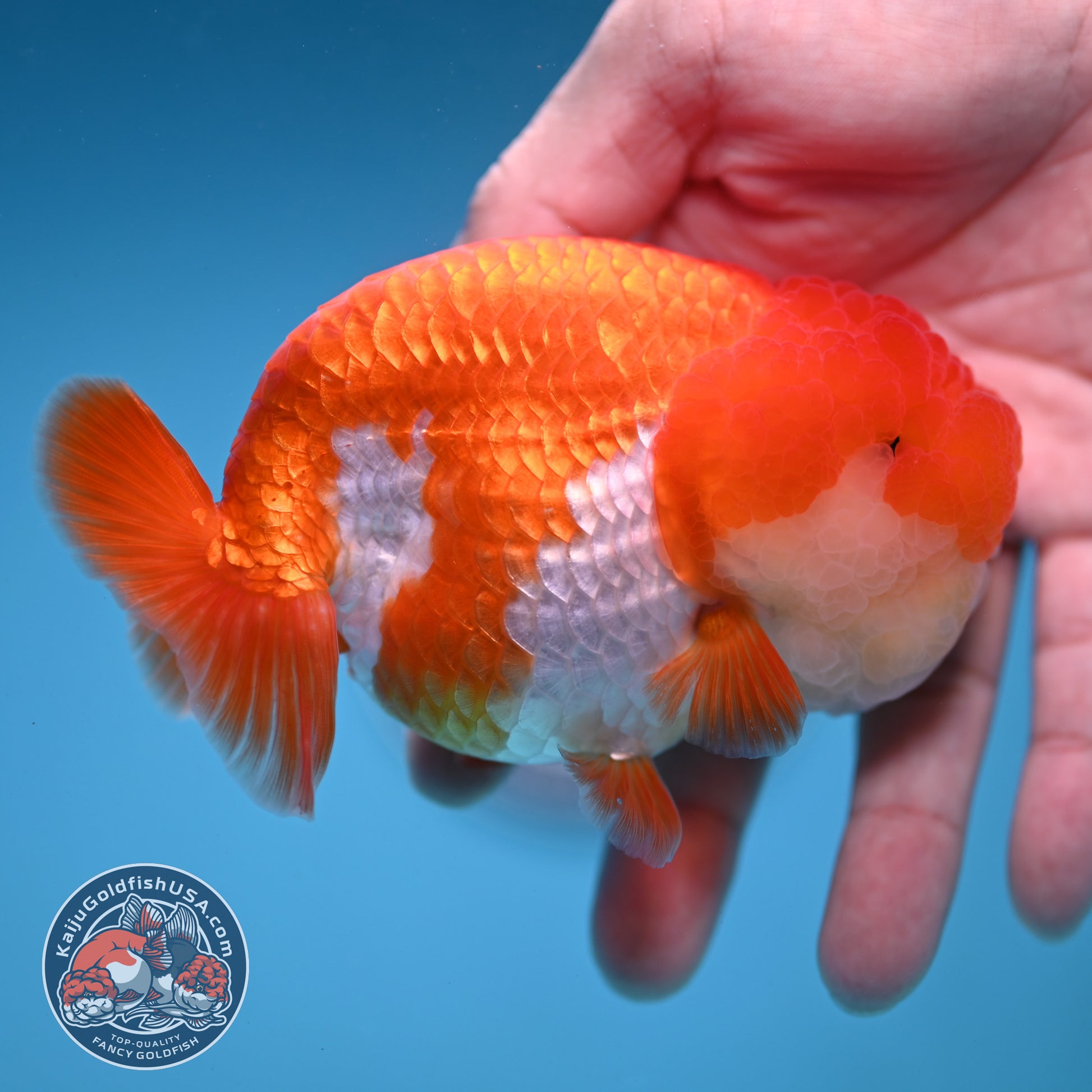 A Grade Red White Lionchu/Ranchu inch Body (251219_RC04)
