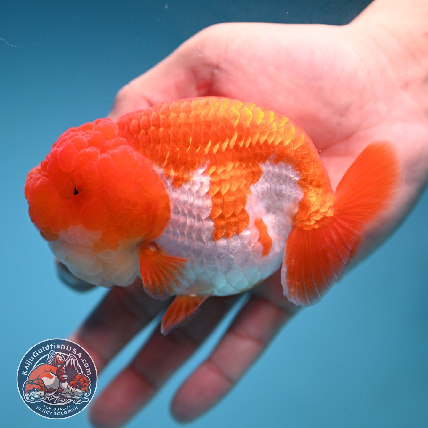 A Grade Red White Lionchu/Ranchu inch Body (251219_RC04)