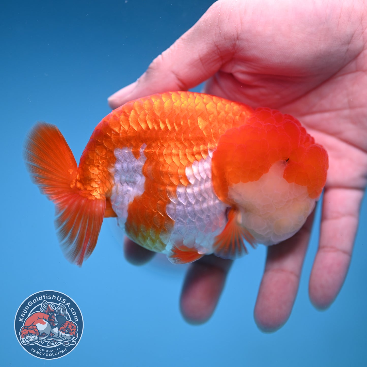 A Grade Red White Lionchu/Ranchu inch Body (251219_RC04)