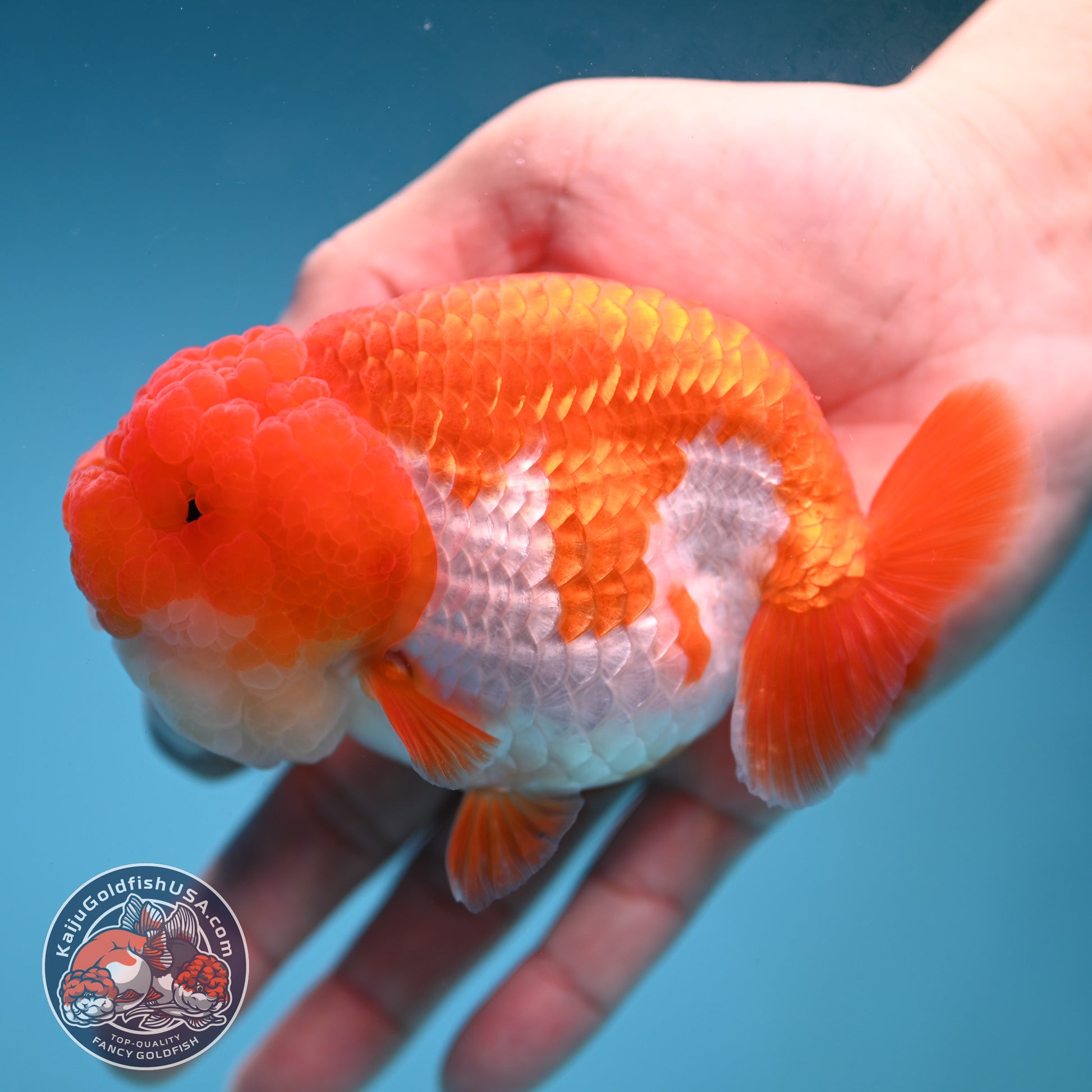 A Grade Red White Lionchu/Ranchu inch Body (251219_RC04)