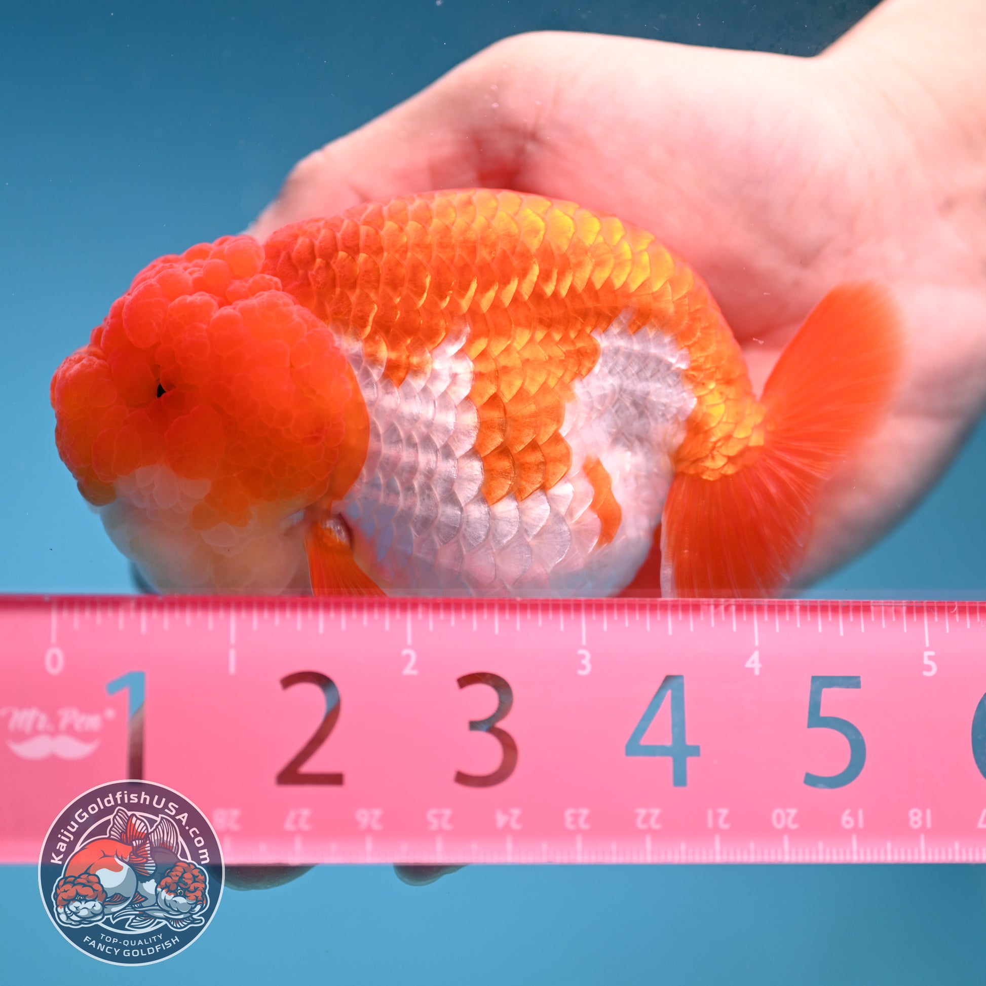 A Grade Red White Lionchu/Ranchu inch Body (251219_RC04)