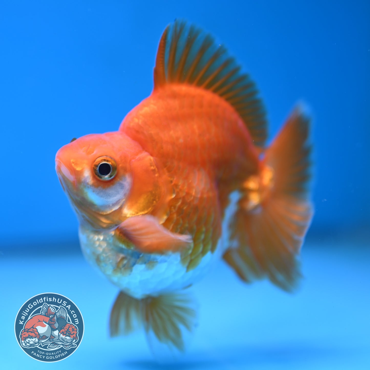 A Grade Red White Ryukin 3.5 inch Body (251219_RY05)