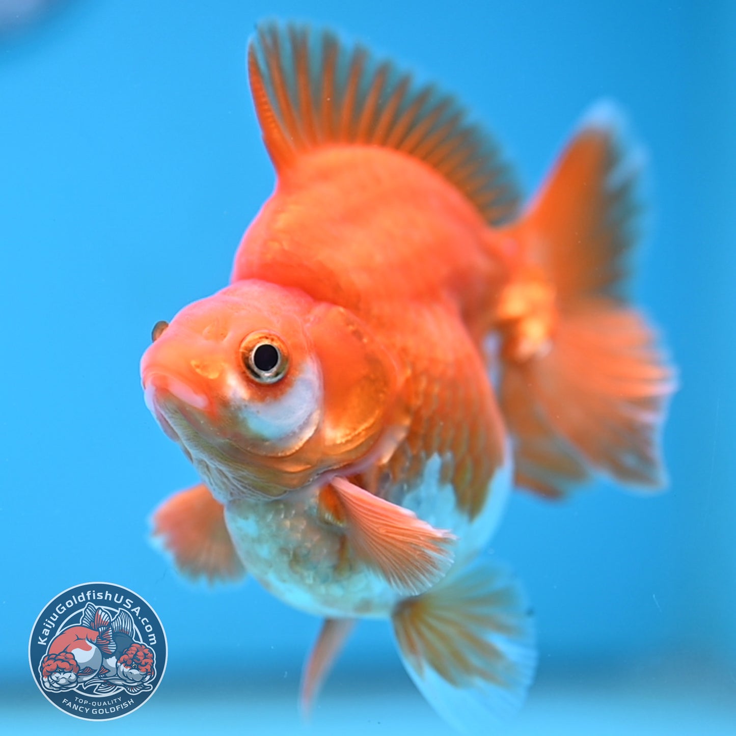 A Grade Red White Ryukin 3.5 inch Body (251219_RY05)