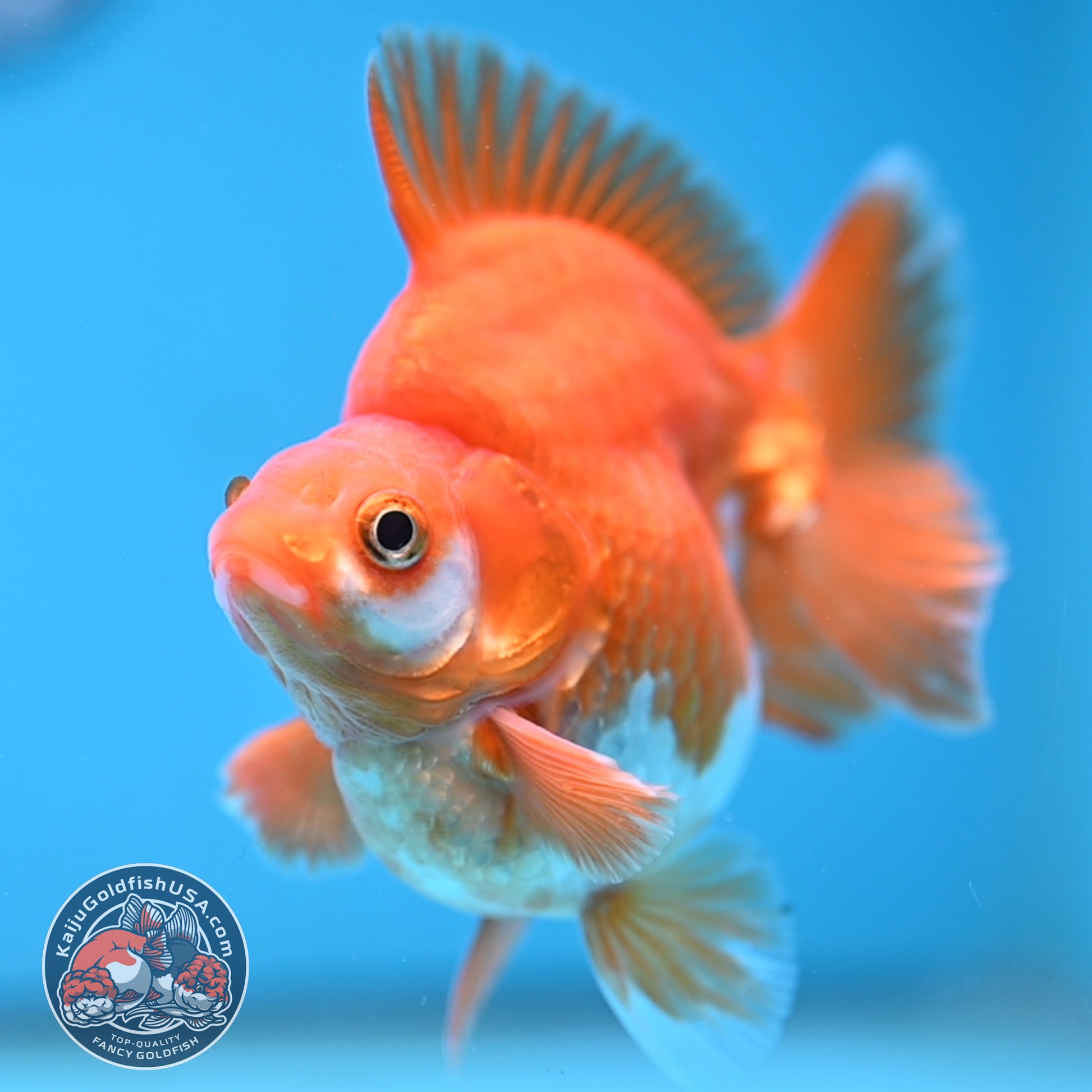 A Grade Red White Ryukin 3.5 inch Body (251219_RY05)