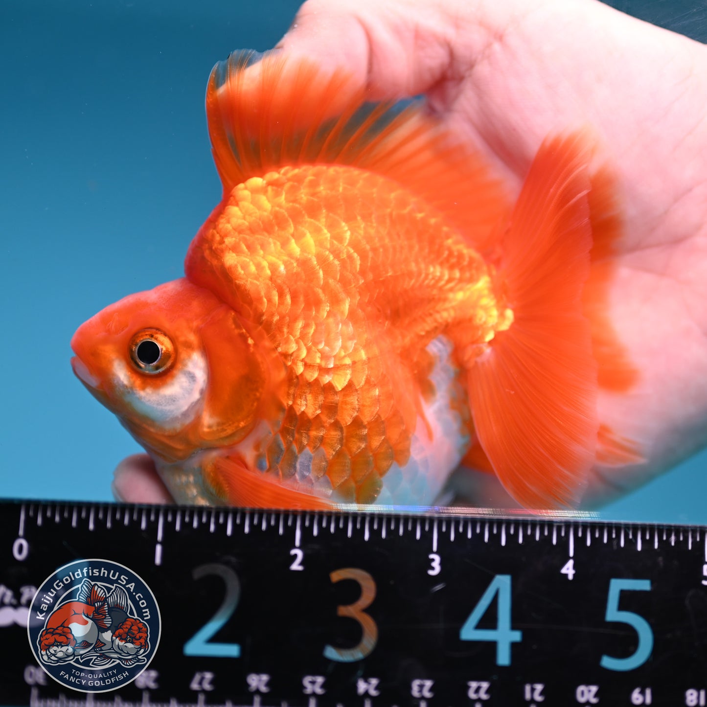 A Grade Red White Ryukin 3.5 inch Body (251219_RY05)